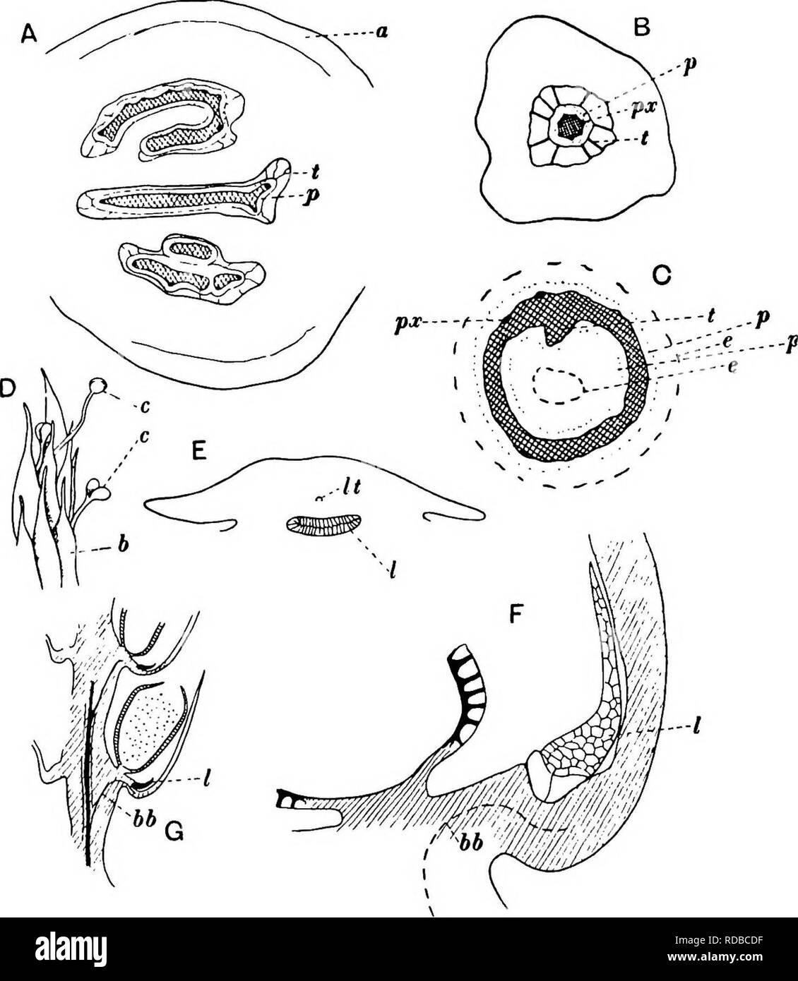 . Piante fossili : per gli studenti di botanica e geologia . Paleobotanica. 52 LYCOPODIALES [CH.. Maiale. 131. A. B. C. D. E. F. G. Selaginella Willdenowii, sezione trasversale dello stelo: un, corteccia esterna; p, floema; t, trabecole. S. spinosa, Gambo: px, protoxylem. 8. laevigata var. Lyallii, sezione di stele: f, cresta del cilindro dello xilema; e, endodermis. S. rupestris, piantine con cotiledoni (c) sporgente oltre il sporophylls (b). Sezione trasversale della foglia Selaginella-base : I, ligula; esso, foglia- traccia. Porzione di G. ingrandita. S. grandis. Sezione longitudinale di strobilus: 66, sporophyll- trace; io, ligula. Foto Stock