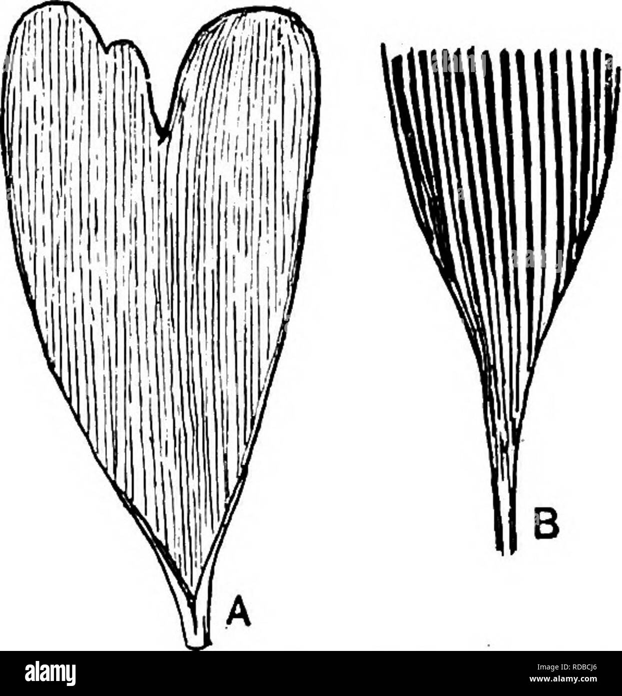 . Piante fossili : per gli studenti di botanica e geologia . Paleobotanica. 62 GINKGODItJM E CZEKANOWSKIA [CH. mediano profondo in seno divergente segmenti ottuso (fig. 659). Una foglia è descritto come 6-6 cm., 2-1 cm. ampia con una trentina di vene e un' interstiziale vena' tra ciascuna coppia: interstiziali vena '' è dovuta alla presenza di un inter- costale stereome strand. Thomas^ registra questa specie dal Bathonian serie di Kamenka nel sud della Russia (fig. 659, B). I campioni dall'Alaska con il nome di Fontaine^ Ginkgodium? Alaskense convengono più strettamente con Ginkgoiies. CZEKANOWSKIA. Heer.. Fig. Foto Stock