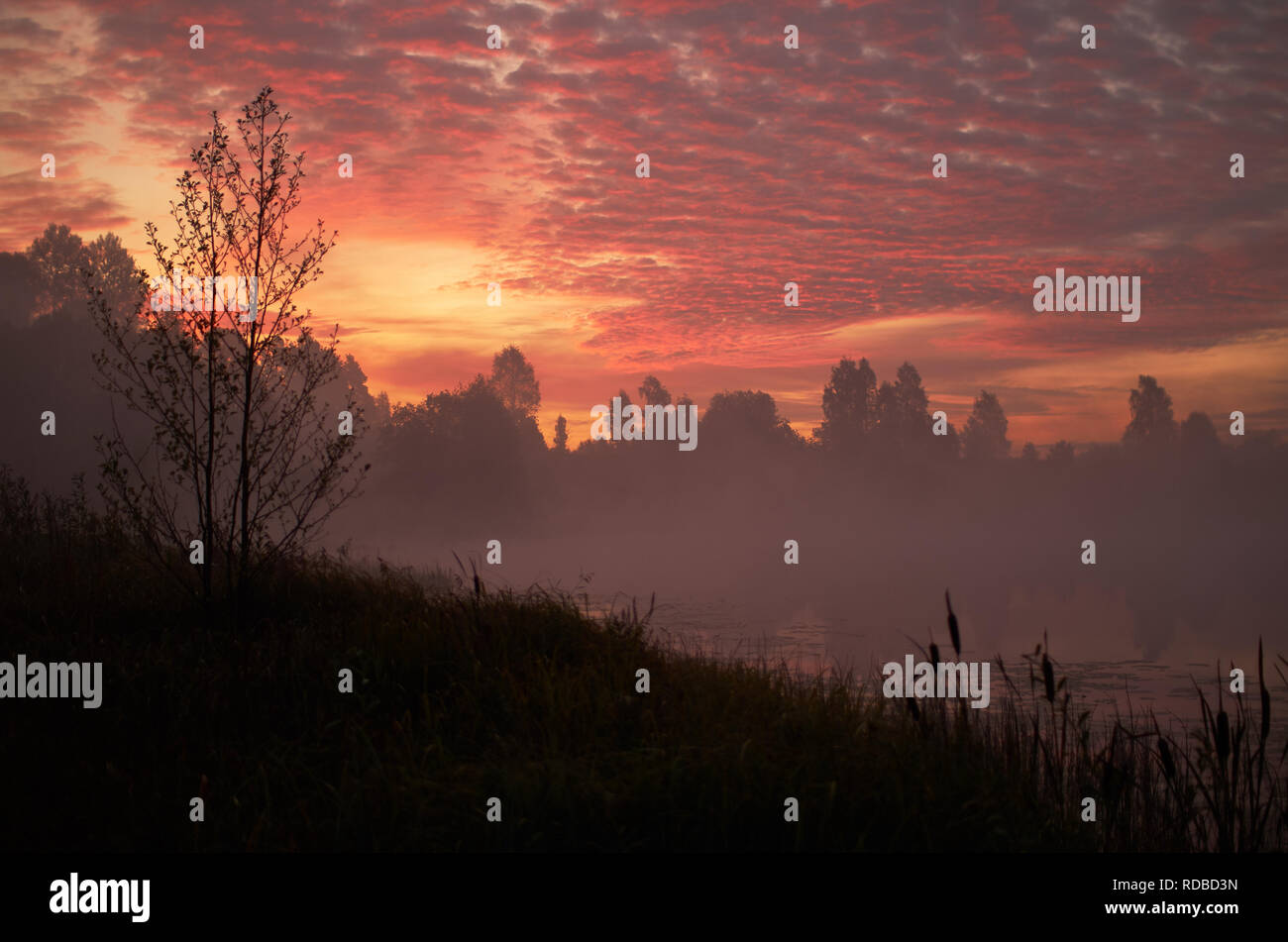 Bella rosa arancione cielo sopra la foresta pacifica. Nebbioso autunno sunrise. Silhouette di alberi, lonely dock tranquillo lago, le piante di palude, fumo nebbia sulla ancora acqua calma. Russia Mosca area paesaggio natura Foto Stock