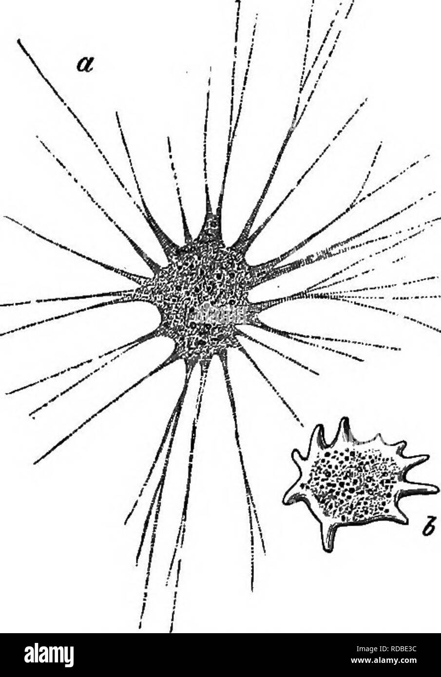. Agricolo di zoologia. Zoologia. Uno-celled animali. 25e appartengono corallo rosso {Coralliwin rubrum), e la barriera corallina- biiilding coralli (Astrcea, Mceandrina, ecc.). 3. Le spugne (Poriferi), che vengono di solito considerati ccelenterates, sebbene essi possiedano alcuna nettling organi (Spugna di acqua dolce = Spongilla, Spugna da bagno = Unione europea- spongia officinalis). Settimo Sub-Kingdom: protozoi (uno-celled animali). Questo sub-regno include animali che sono per lo più microscopiche, o comunque di dimensioni contenute e di vivere in mare, acqua fresca, o in luoghi umidi. Essi sono unicellulari e sono costituiti da una morbida sostanza viscosa (protoplasma. Foto Stock