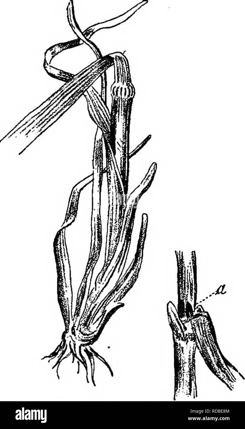 . Agricolo di zoologia. Zoologia. Gli insetti. 167 distorsioni della pianta, particolarmente evidente durante il tempo di fioritura e per un breve periodo di tempo. Il haulm garrese e shrivels in corrispondenza del punto in cui le larve sono presenti, cioè al di sopra del nodo più basso o il più basso ma uno. Nel momento in cui il haulm inizia a girare giallo-^cioè quando la granella inizia a maturare,-larve essere- venire pupse; thehaulm ora facilmente si rompe in corrispondenza della macchia infetti; un avvolgitore a forte pioggia pesante lo getta a terra. Un male in- campo fested guarda, su questo account, come se un allevamento di bestiame si era sciolto e calpestata esso Foto Stock