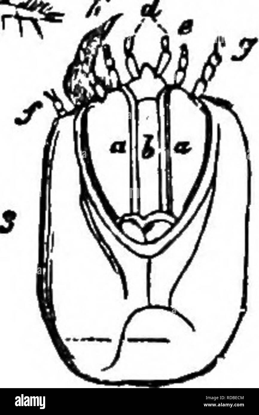 . Agricolo di zoologia. Zoologia. Fig. 74.-il tonnetto striato iAgriotis lineatui): 1, ingrandito larva, al di sotto di esso sotto il lato della punta dell'addome e la larva, dimensione naturale; 2, Scarabeo; 3, sotto il lato della testa della larva, fortemente ingrandita, o, mascella; 6, il labbro inferiore; d, palp labiale; e, Fe, interna ed esterna- maxil lary palpi;/, antenne.. Si prega di notare che queste immagini vengono estratte dalla pagina sottoposta a scansione di immagini che possono essere state migliorate digitalmente per la leggibilità - Colorazione e aspetto di queste illustrazioni potrebbero non perfettamente assomigliano al lavoro originale. Bos, Jan Ritzema, 1850-1928; Ain Foto Stock