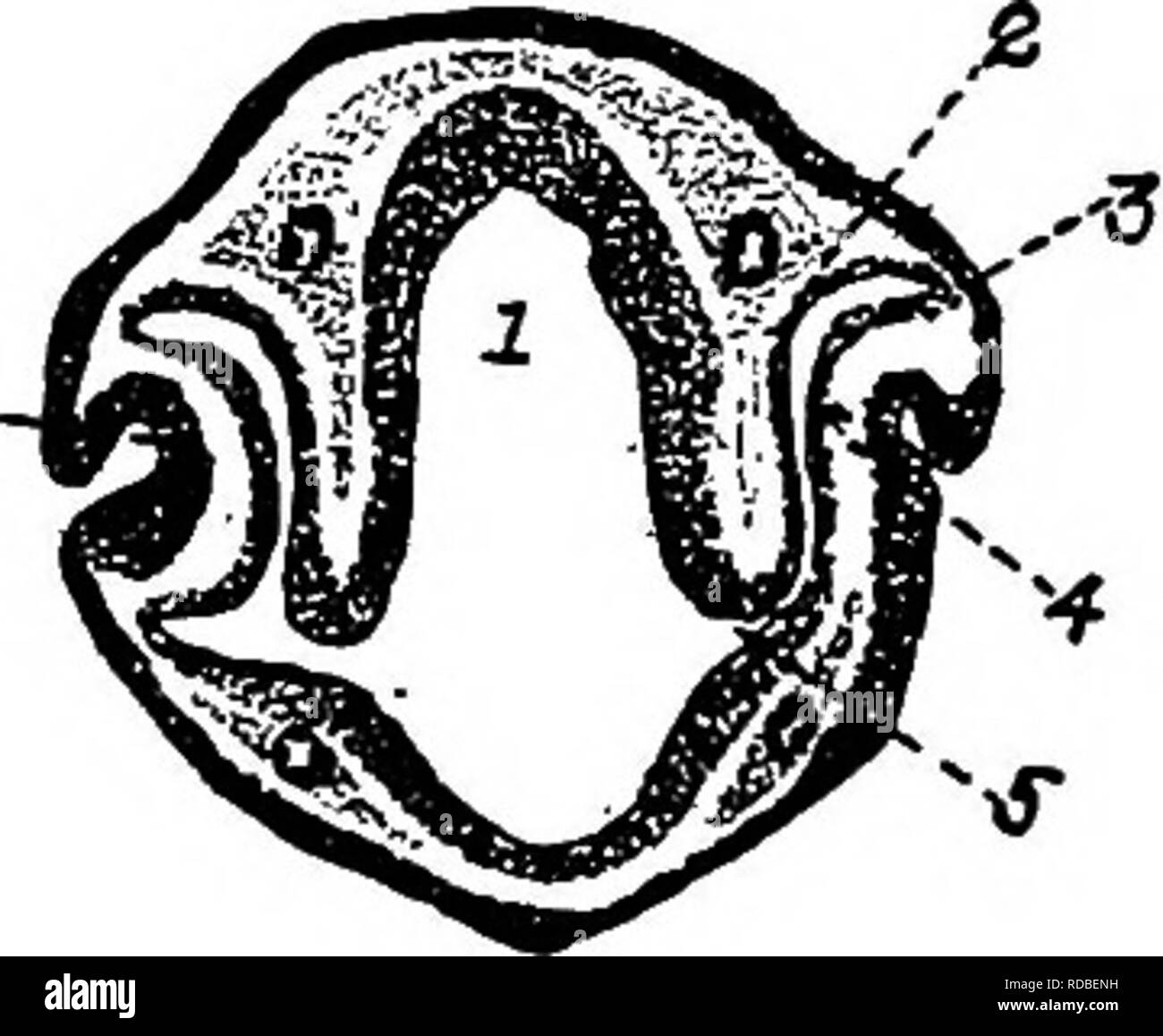 . L'anatomia dei polli domestici . Animali domestici; medicina veterinaria; pollame. 6 -. Fig. 82.-Embryological studi. A. 1, del corion e allantois. 2, la cavità allantoic. 3, l'amnion. 4, il sacco vitellino. 5, una piccola quantità di albumina rimanenti. B. tubo del cervello di un pulcino 25!.^ ore vecchi che mostra parzialmente chiusa cervello tubo con undici pieghe di neuromeres. C. Lo sviluppo del tubo digerente, i, trachea. 2, polmone. 3, l'esofago. 4, dello stomaco. 5, del pancreas. 6, Bilejduct. 7, a forma di V loop di mid- gut. 8, cloaca. 9, Vitello-condotto intestinale. D. Ho a 6 .inclusive, stesso come C 7, Casca. 8, cloaca. Foto Stock