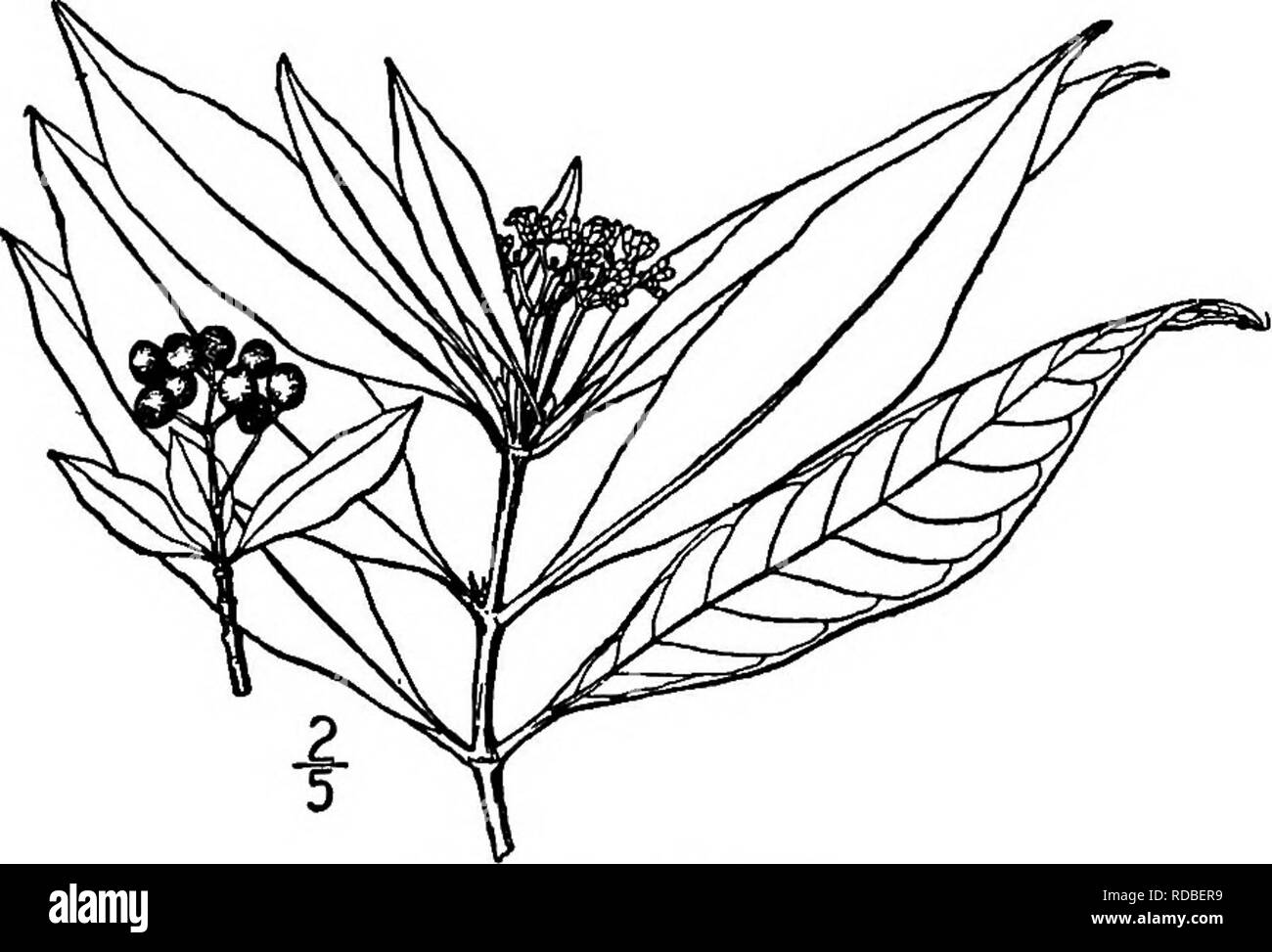 . Nord America : alberi essendo descrizioni e illustrazioni degli alberi che crescono in modo indipendente di coltivazione in America del Nord, a nord del Messico e le Indie occidentali . Alberi. Balsamo 847 VI. BALSAMO GENERE PSYCHOTRIA LINN^specie statunitensi Psychotiia undata Jacquin piccolo albero sempreverde o arbusto di ramificazione boscoso di luoghi lungo la costa del sud della Florida e le chiavi e molto comune nelle Indie occidentali. Si raggiunge una altezza massima di 5 metri circa. I ramoscelli sono sottili, rotondo, solitamente liscia e verde, diventando grigio o marrone e grigio. Le foglie sono opposte, sottili e coriacee, ovale, ellittica o eUip Foto Stock