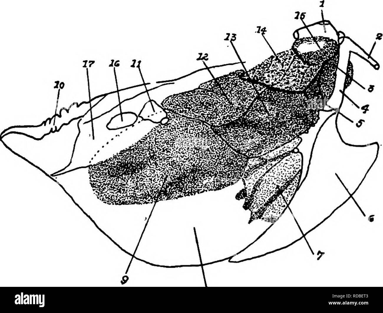 . L'anatomia dei polli domestici . Animali domestici; medicina veterinaria; pollame. L'APPARATO RESPIRATORIO IQQ (Fig. 6i, C). A questo punto il ciUated cellule epiteliali dare modo alla semplice epitheUimi squamose. Così possiamo trovare tre tipi di bronchi, o le loro ramificazioni, come segue: primario, secondario e terziario. L'aria-sac (Fig.6i,i4).-l'aria-sac sono vescica-simili strutture costituite di un deUcate cellulo-membrana sierosa, un'estensione da tubi bronchiali, in alcuni luoghi rafforzati da un involucro esterno di elastico tessuto fibroso. Lunghi e sottili di vasi sanguigni sono dis-. 9 Foto Stock