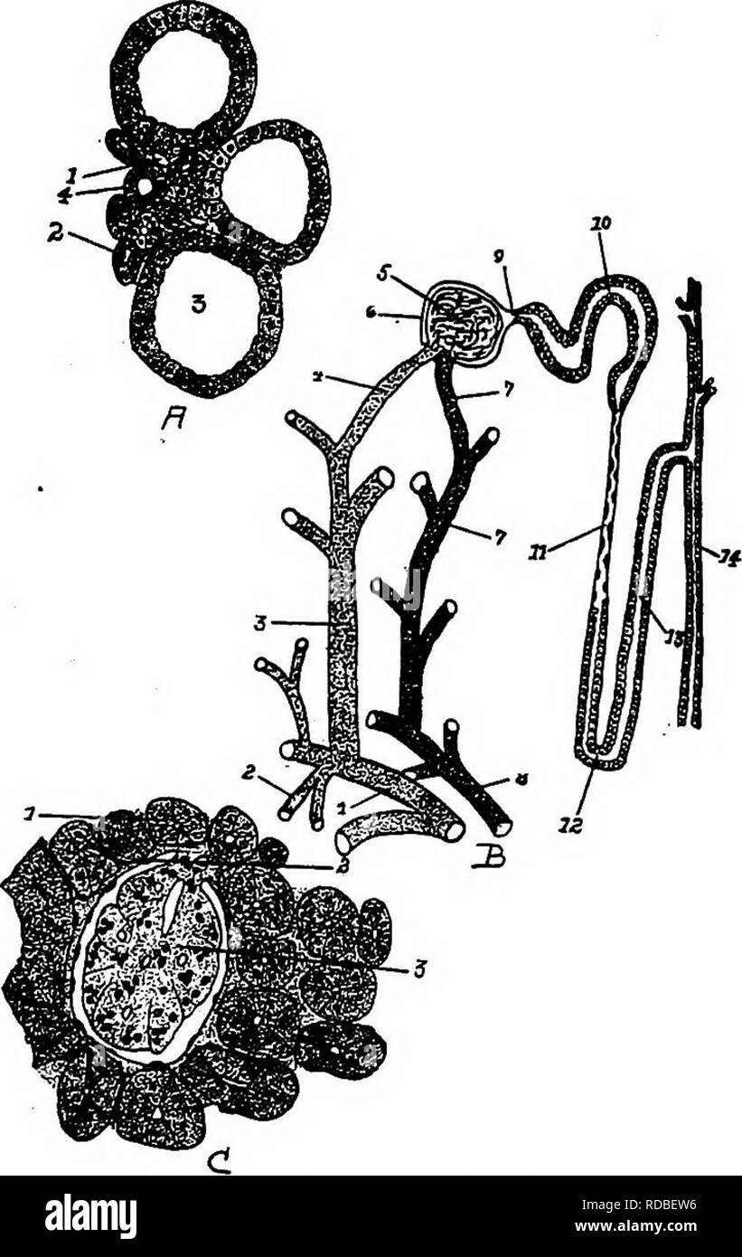 . L'anatomia dei polli domestici . Animali domestici; medicina veterinaria; pollame. L'apparato uro-genitale ^73 capsule. Il primo tubulo convoluto è rivestito con cuboidali irregolare o piramidale epitheUal cellule. La discesa hmb di Henle il loop è stretto ed è rivestito con un semplice strato di piana cellule epitheUal. A. Henle. 3, Raccolta di Fig. S3.-La struttura renale. A. I, sangue capillare-nave. 2, arto discendente del tubulo. 4, arto ascendente di Henle. B. I, ramo della arteria renale, j. Il discendente o ramo midollare. 3, il ramo ascendente. 4, l'arteriola prendendo parte alla formazione di Foto Stock