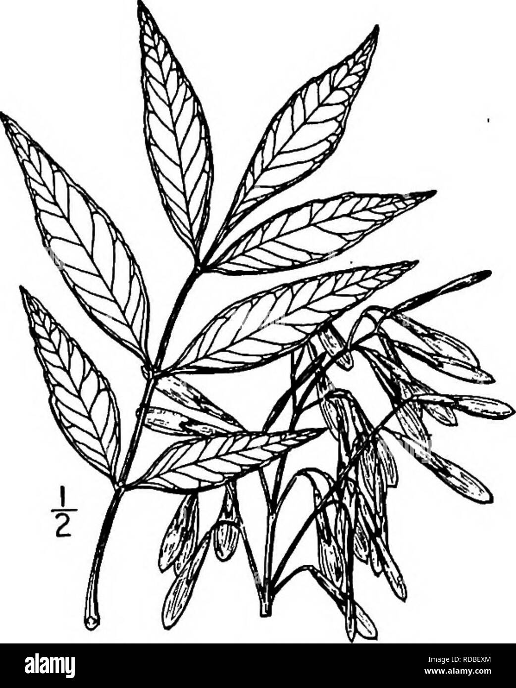 . Nord America : alberi essendo descrizioni e illustrazioni degli alberi che crescono in modo indipendente di coltivazione in America del Nord, a nord del Messico e le Indie occidentali . Alberi. Torneo di ceneri del 803 ha un grigio, fesse corteccia, 4 cm. di spessore o meno, e rotondo ramoscelli che sono lisci dalla prima, ma il bud-scale sono finemente hairy. Le foglie sono sia abbastanza liscia o un po' arrugginito-hairy lungo le vene sul lato inferiore; essi hanno 3 o 5 sgambate e piuttosto spesse pieghevoli, che sono foglie lanceolate a oblungo, o la fine di una obovate, a punta a forma di cuneo alla base la superficie superiore verde scuro Foto Stock