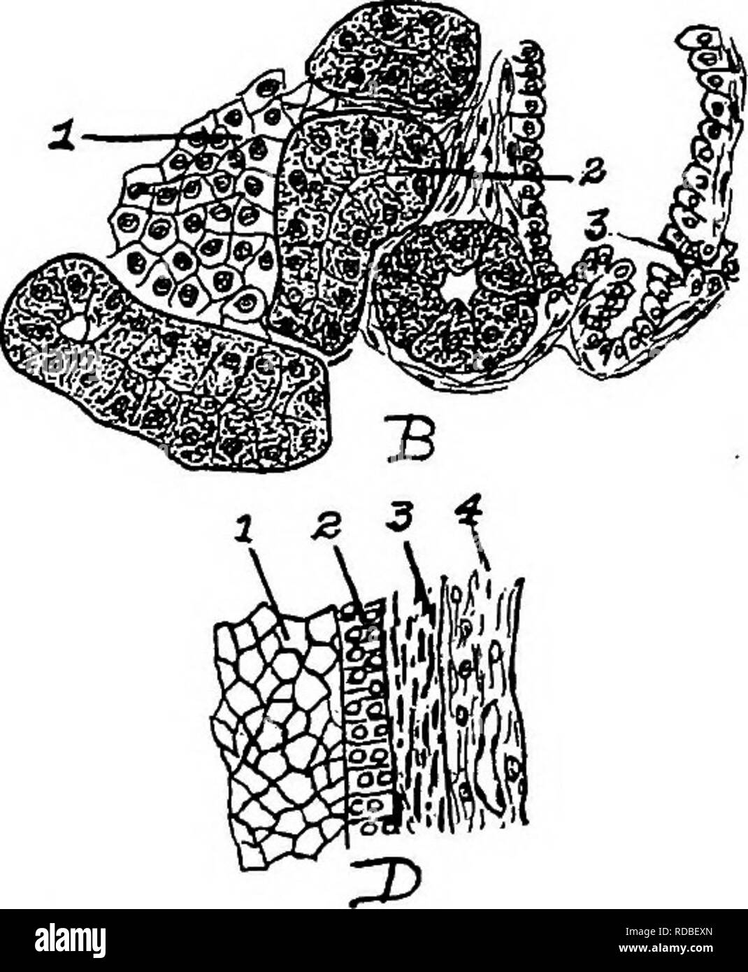 . L'anatomia dei polli domestici . Animali domestici; medicina veterinaria; pollame. Maiale. 38.-struttura cellulare di liT^er, pancreas e trachea. A. fegato. 1, le cellule del fegato. 2, sinusoide. 4, il nucleo delle cellule. B. Pancreas, i. Isola di Langerhans. 2, cella alveolare.s. 3, condotto. C. la trachea, i. Ciliate epiteli. 2, ghiandole. 3, la cartilagine ialina. D. Sezione della parete della cellula uovo in Fig. S7 lettera d. i. Tuorlo. 2, granulare, mem brane-. 3, della teca. 4, vaso sanguigno. Un studio microscopico della Uver del pollame mostra una massa compatta di Uver ceUs poliedrica, con grandi nuclei (Fig. 38. A). Il tessuto Uver dif Foto Stock