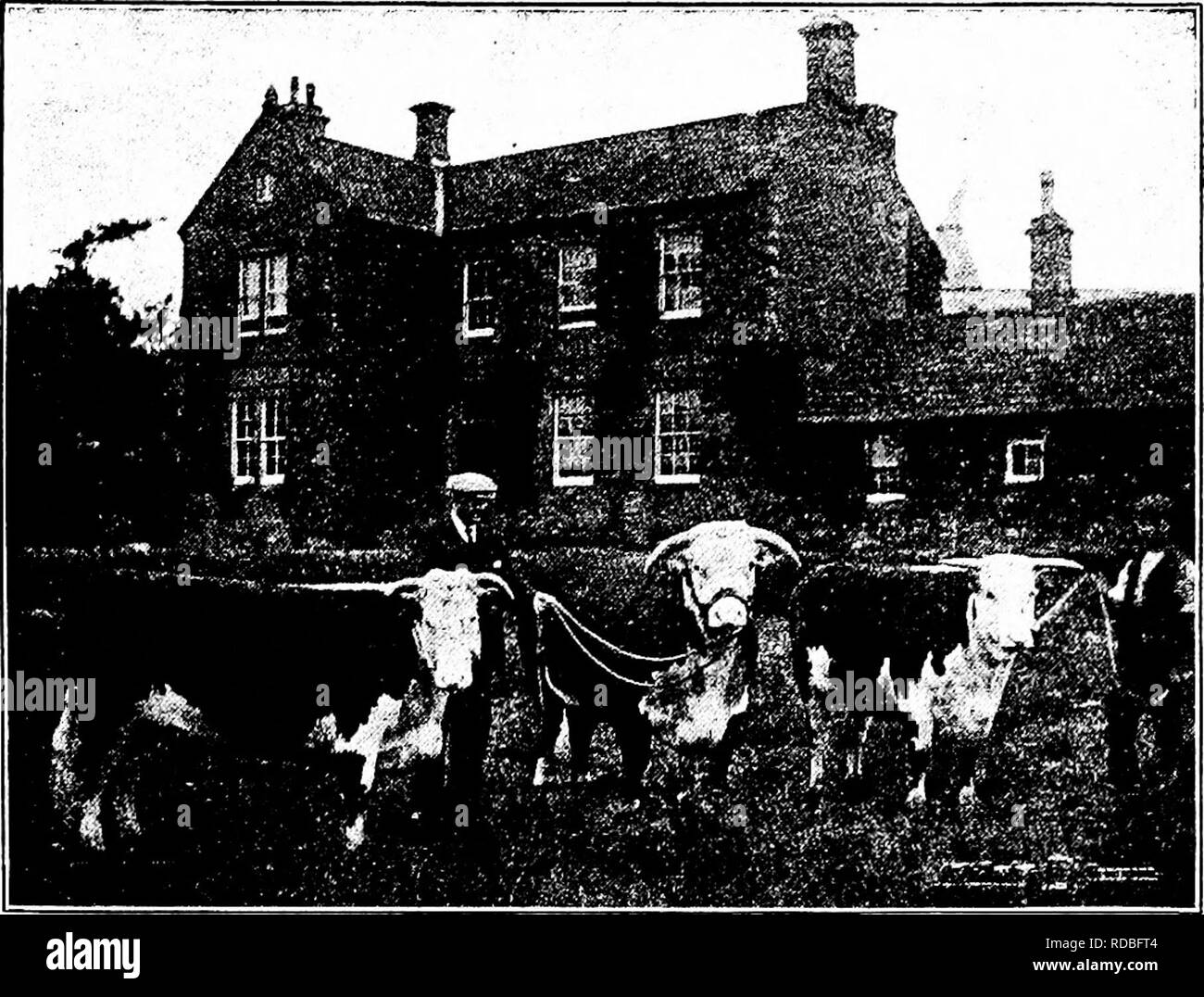 . La storia del Herefords : un account di origine e sviluppo della razza in Herefordshire, uno schizzo della sua precoce introduzione negli Stati Uniti e in Canada e il successivo aumento di popolarità in occidentali del commercio del bestiame, con note varie sulla gestione degli allevamenti di suini riproduttori situati . Hereford bestiame. Copyright foto di BuBtin GEO. Burri OP HILL HOUSE tenendo il suo premio rotale BULL, marinaio principe. 1^^ wam^^K^m .;"/"â '-/â"¢.â &gt; vS'Vltt-'iSJT^ CoP7i1&lt;ht foto di Bustln. Un gruppo preferito di antico allevamento di vacche a Hampton Court nell'BARIiY ottanta.. Si prega di notare che queste immagini Foto Stock