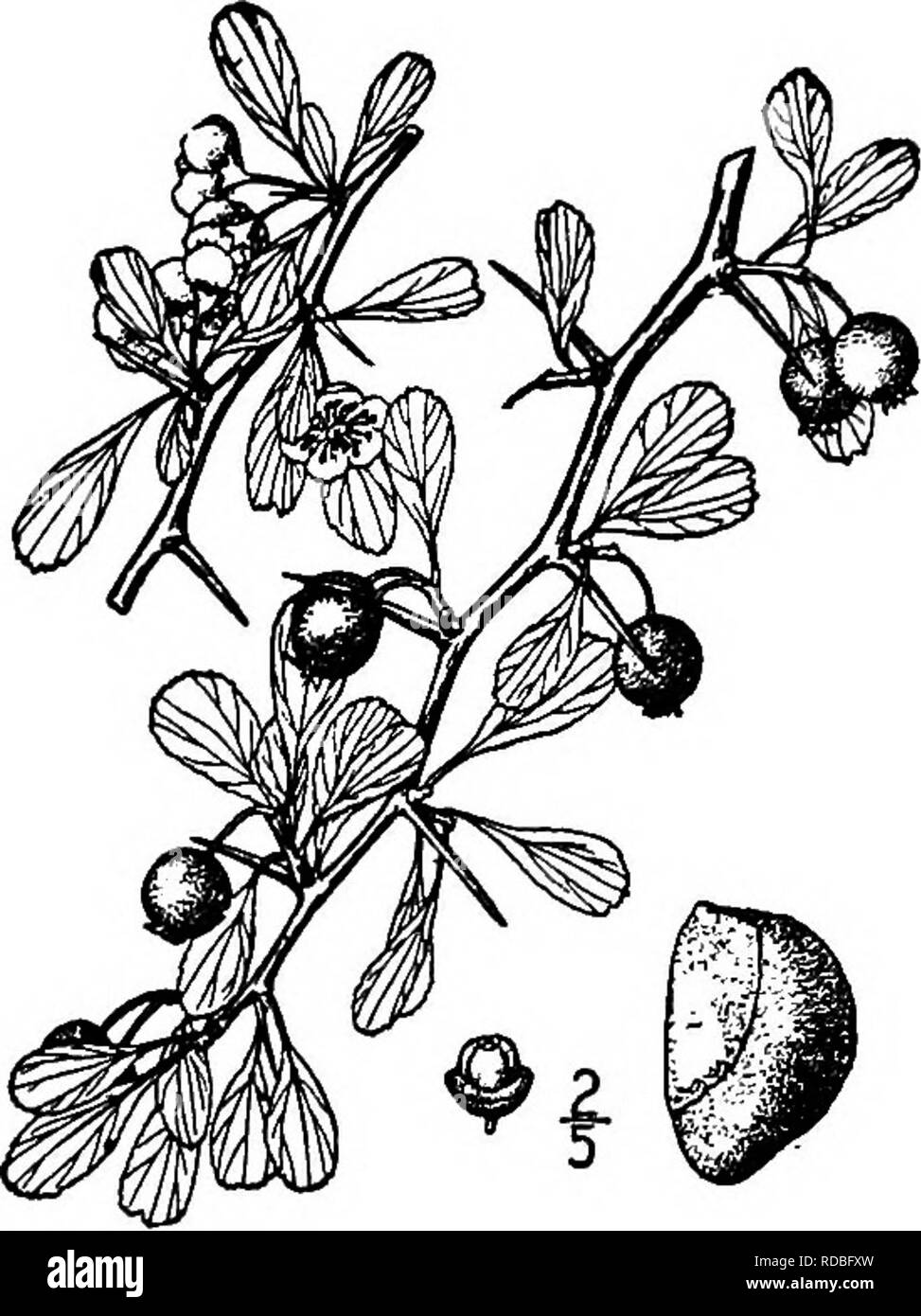 . Nord America : alberi essendo descrizioni e illustrazioni degli alberi che crescono in modo indipendente di coltivazione in America del Nord, a nord del Messico e le Indie occidentali . Alberi. Estate Haw 455 lo. Piccoli HAW - Oratsegrus lacrimata piccola piccola di haw cresce nei boschi di sabbia e lungo le frontiere di flussi di Western Florida. Si tratta di un grande arbusto o un piccolo albero, da 3 a 5 metri di altezza, con depressione diramazioni formando un bel roxmd-Corona sormontata; la corteccia è ashy-grigio, solcato; i ramoscelli sono arancio-marrone diventando grigio-marrone, liscio, e sono armate con numerose piccole dritte castano spine fro Foto Stock
