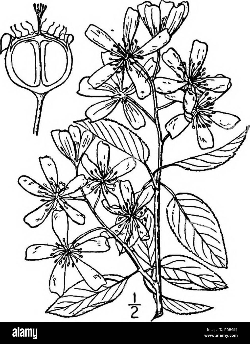 . Nord America : alberi essendo descrizioni e illustrazioni degli alberi che crescono in modo indipendente di coltivazione in America del Nord, a nord del Messico e le Indie occidentali . Alberi. Il Serviceberries 437 avente un gradevole gusto e sapore; le loro piccole dimensioni, tuttavia, impedisce il loro uso più generale. È auspicabile che agli orticoltori finirà per avere successo nei loro sforzi per garantire una maggiore varietà di frutto più grande. Il nome appUed di questi impianti è il nome di Savoyan del servizio europeo- berry, Amelanchier Amelanchier (Linnaeus) Sargent, il tipo del genere. La specie arborescenti in Foto Stock