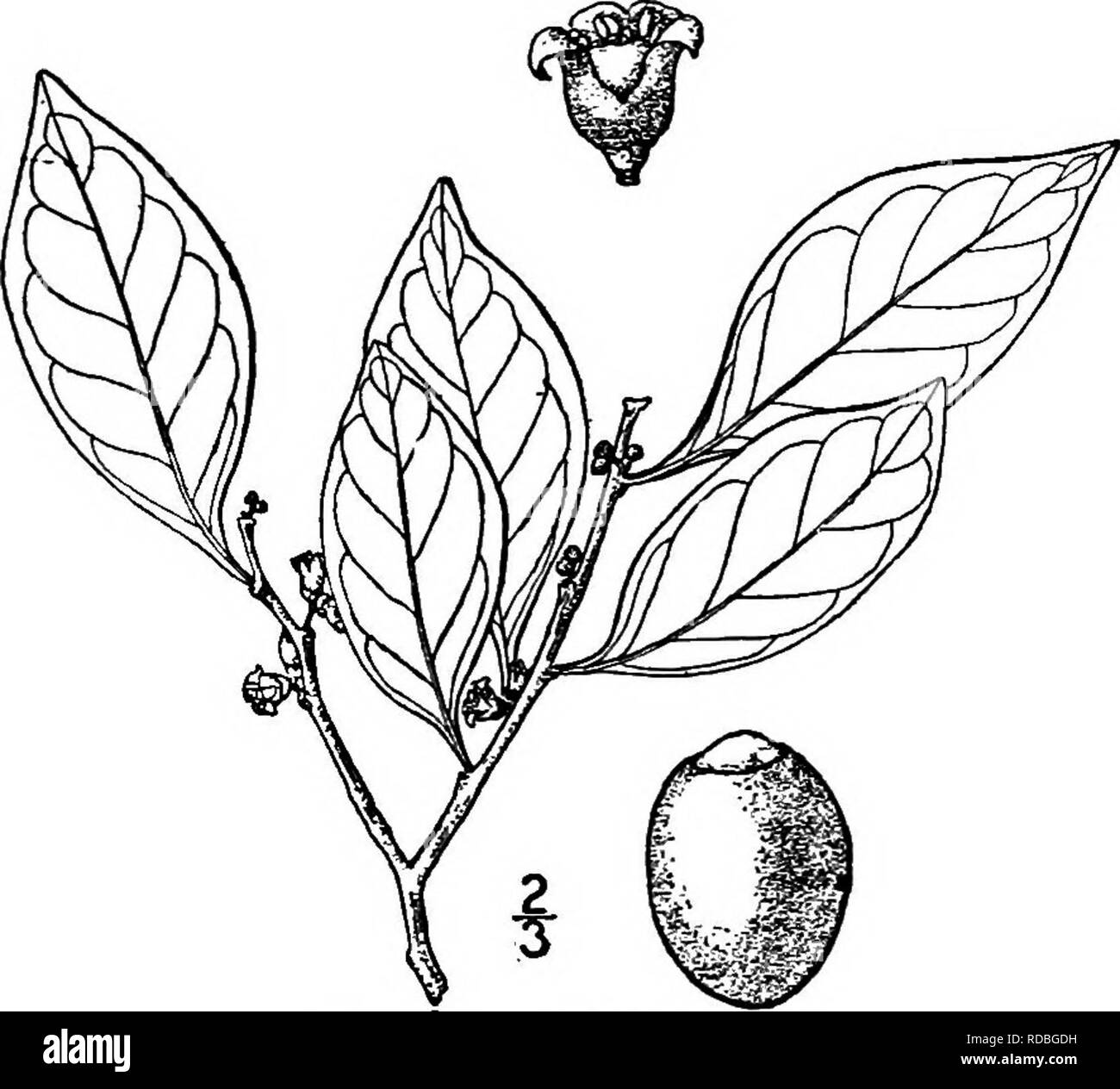 . Nord America : alberi essendo descrizioni e illustrazioni degli alberi che crescono in modo indipendente di coltivazione in America del Nord, a nord del Messico e le Indie occidentali . Alberi. 376 essenze dure blunt appuntita rastremata o bruscamente contratta alla base, intero sul margine, hght verde e liscio al di sopra, sUghtly più pallido al di sotto; il picciolo è breve e alato. I fiori sono perfetti, ascellare in cluster di 2 o 3, o soUtary, rosa o rosso; il calice è a forma di tazza, 2 mm. Alta, sUghtly dilatato ed intero-bordata, quasi riempito da un disco carnose; la corolla è coriacea, strettamente a campana, 4 mm. l Foto Stock