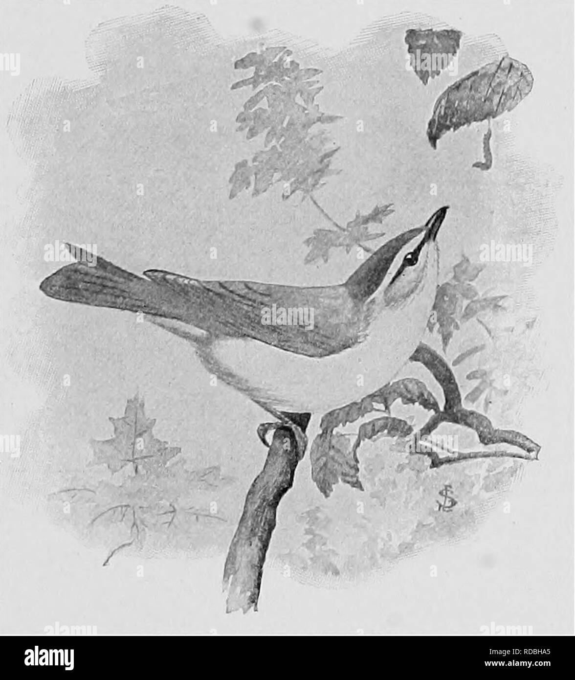 . L'American Natural History; una base di conoscenze utili degli animali superiori del Nord America. Storia naturale. Il red-eyed E IL BIANCO-EYED VIREOS 287 LA FAMIGLIA VIREO Vireonidae è abbastanza difficile sottolineare alcune peculiarità che la vireos può essere distinto dal capinere. Essi sono posti accanto al shrikes a causa di una presunta somiglianza. RED-EYED VIREO. per questi uccelli in la forma della mandibola superiore-agganciato e dentellata. Il look vireos tanto come capinere che solo un esperto è in grado di distinguerli. Il Red-Eyed Vireo^ è distinguibile a distanza ravvicinata dal suo Foto Stock