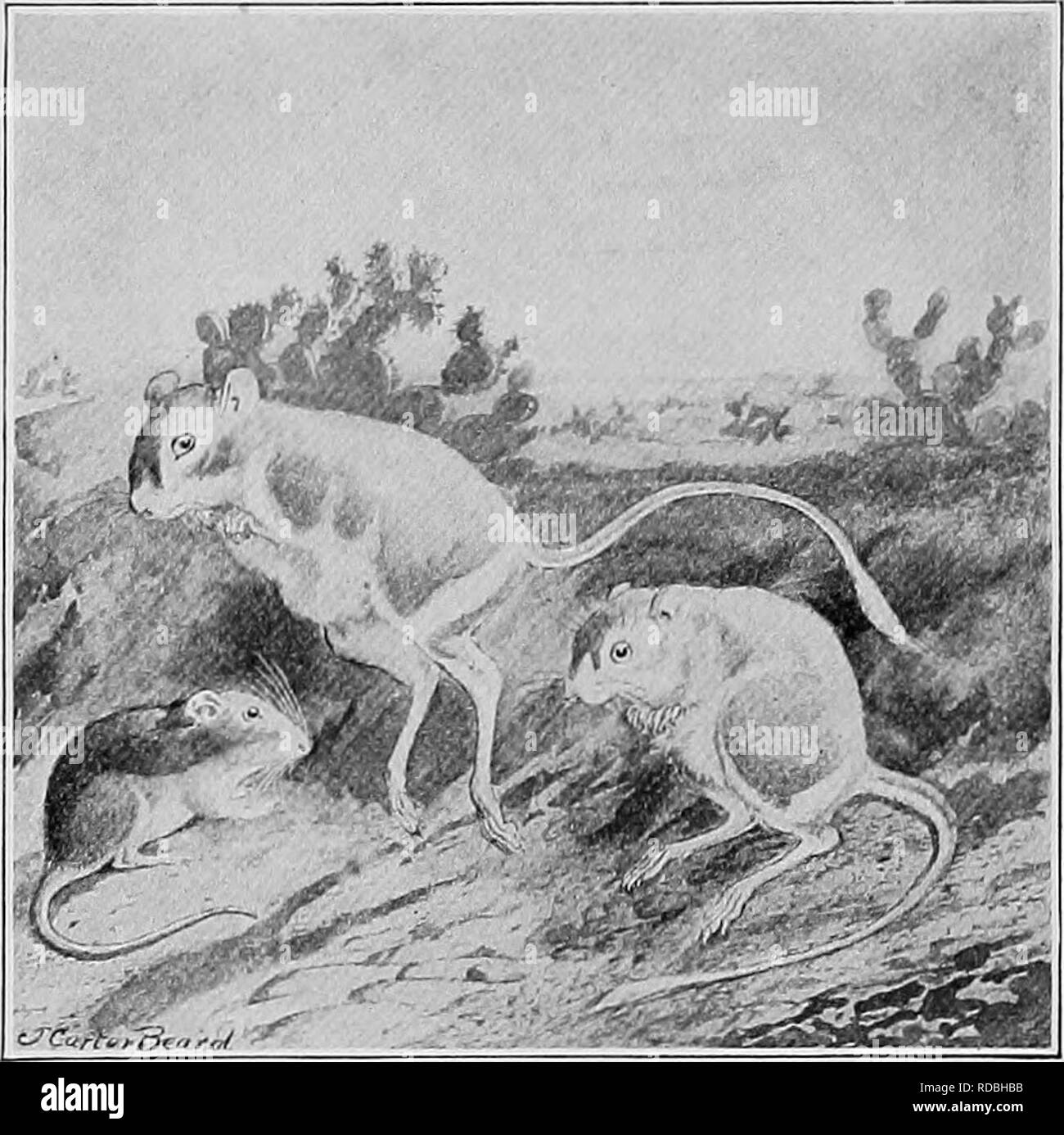 . L'American Natural History; una base di conoscenze utili degli animali superiori del Nord America. Storia naturale. 242 rosicchia gli animali il ratto canguro è molto a differenza dei membri del Mouse-e-famiglia di ratto; e nel moderare nessuna creatura potrebbe essere più a differenza del ratto domestico. A differenza della maggior parte dei topi e ratti, essi non mordere quando gestite, ma sono talmente delicati che essi non vivono a lungo in cattività, a meno che non sia teso con l'ex-. 1 e 2. Ratto canguro. 3. Tipico POCKET MOUSE. treme cura e intelligenza. Essi stand alto sulle loro gambe di cerva, come canguri pigmeo, e salta su con le zampe anteriori t Foto Stock