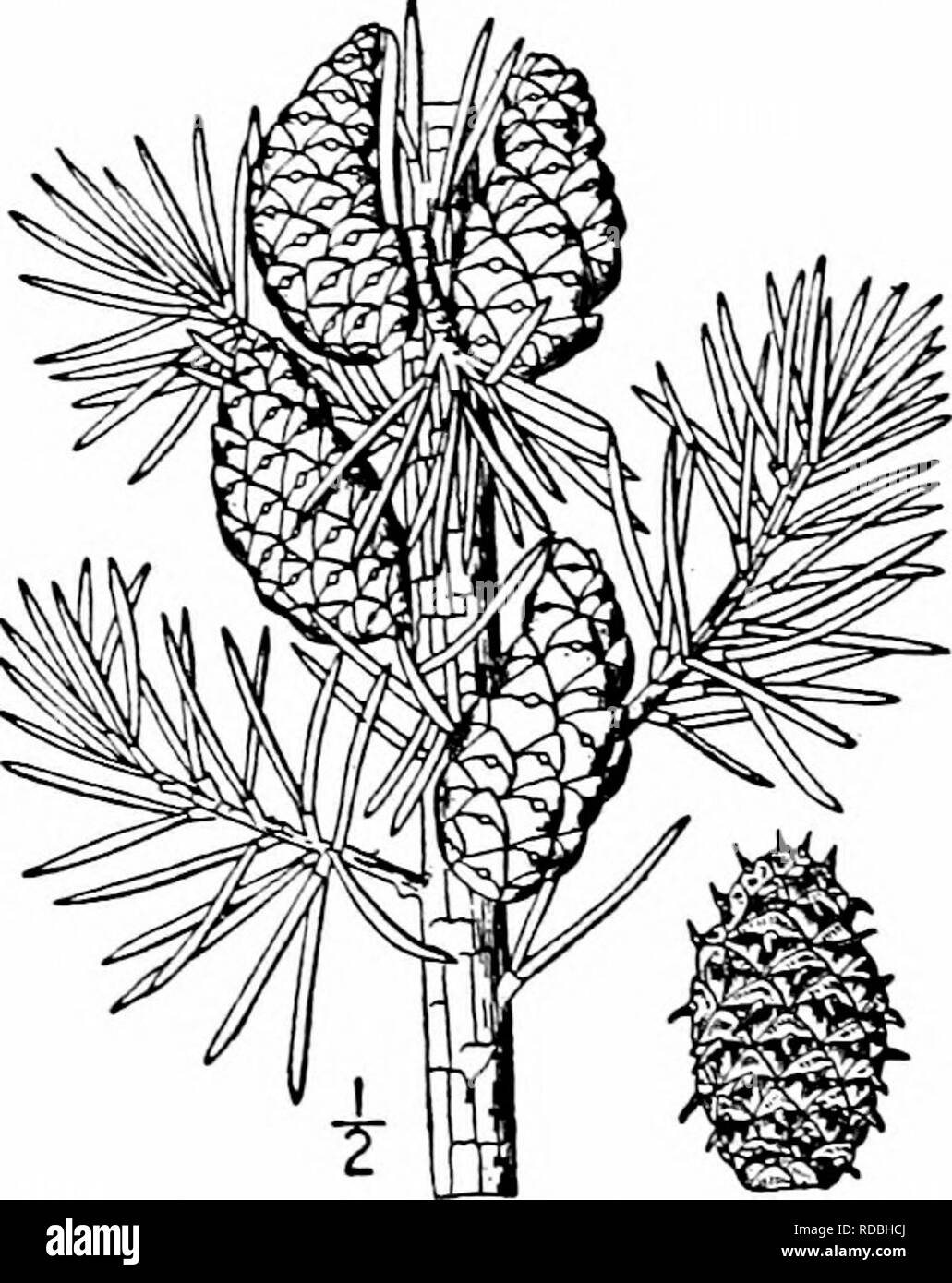 . Nord America : alberi essendo descrizioni e illustrazioni degli alberi che crescono in modo indipendente di coltivazione in America del Nord, a nord del Messico e le Indie occidentali . Alberi. 44 I Pini un altezza di 30 metri, con un diametro di tronco di i m.; solitamente tuttavia è 12 ma a 20 m. di altezza ed al suo hmit settentrionale spesso un semplice arbusto. Il tronco è dritto, i rami lunghi e sottili, spalmatura, formando una s}Tn- metrica struttura aperta o, quando affollato, spesso privi di rami per un terzo della sua lunghezza. La corteccia è sottile, fesse in confluenti irregolare creste tonde con spessore vicino scale di un oscuro b Foto Stock