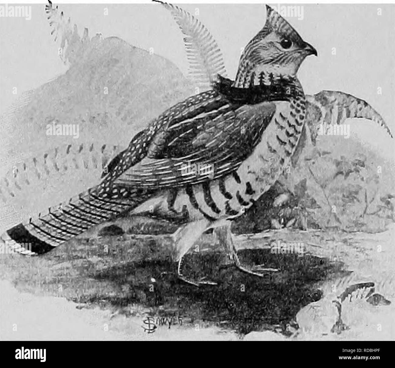 . L'American Natural History; una base di conoscenze utili degli animali superiori del Nord America. Storia naturale. Il RUFFED GROUSE 107 Questo gallo cedrone è in ogni senso un uccello della foresta. La sua casa ideale è bosco misto di latifoglie e conifere, con il white-tailed deer e scoiattolo grigio per la società. La sua casa si estende dal Massachusetts e nord di New York a nord della Georgia e verso ovest molto scarsamente al di là del Mississippi al Dakotas. Oltre ad essere bellissima è un uccello di abitudini interessanti, e la sua carne è interamente troppo fini per il suo proprio buon. In dimensioni è inferiore a Foto Stock