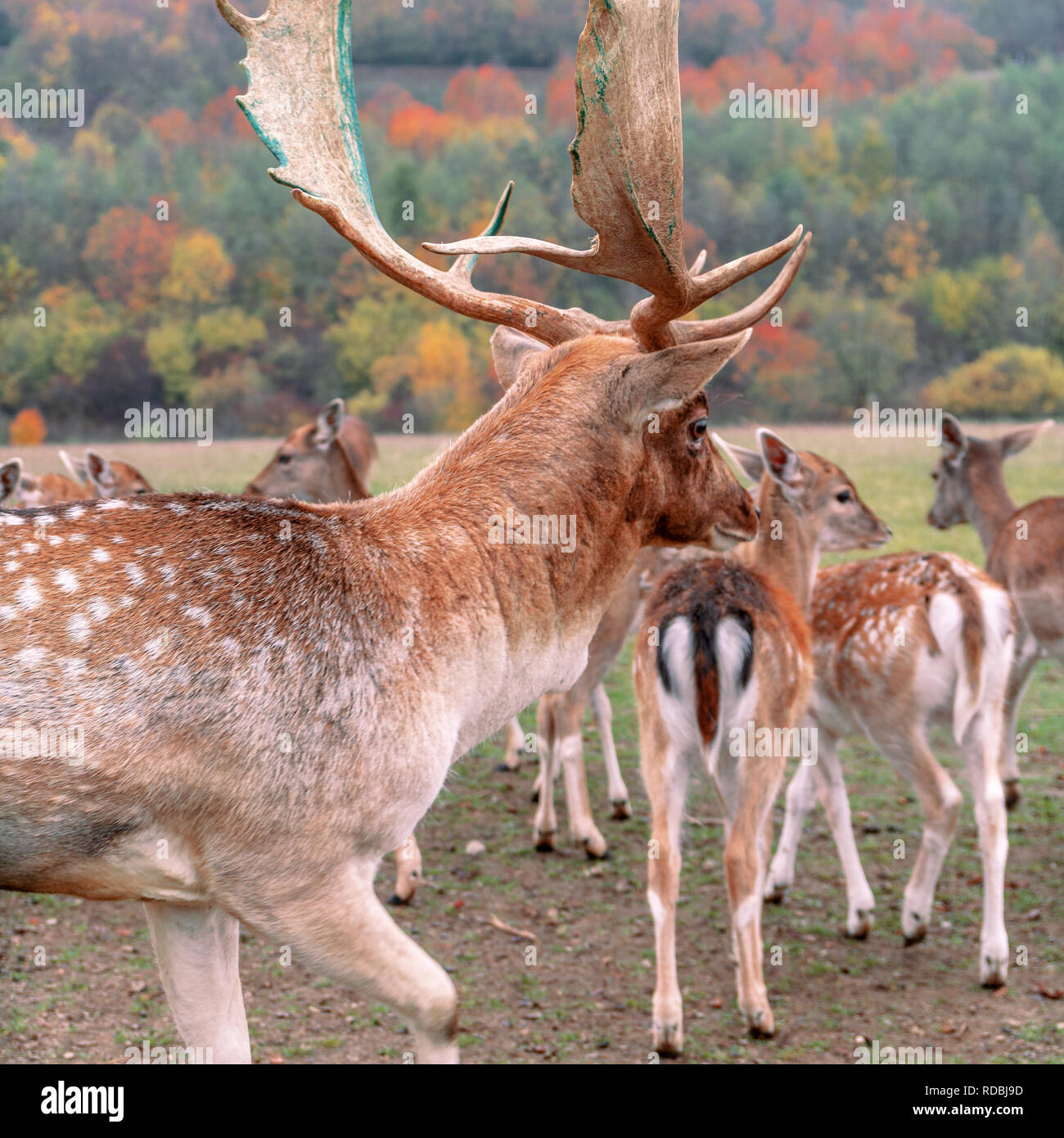 Gruppo di cervi nella foresta Foto Stock