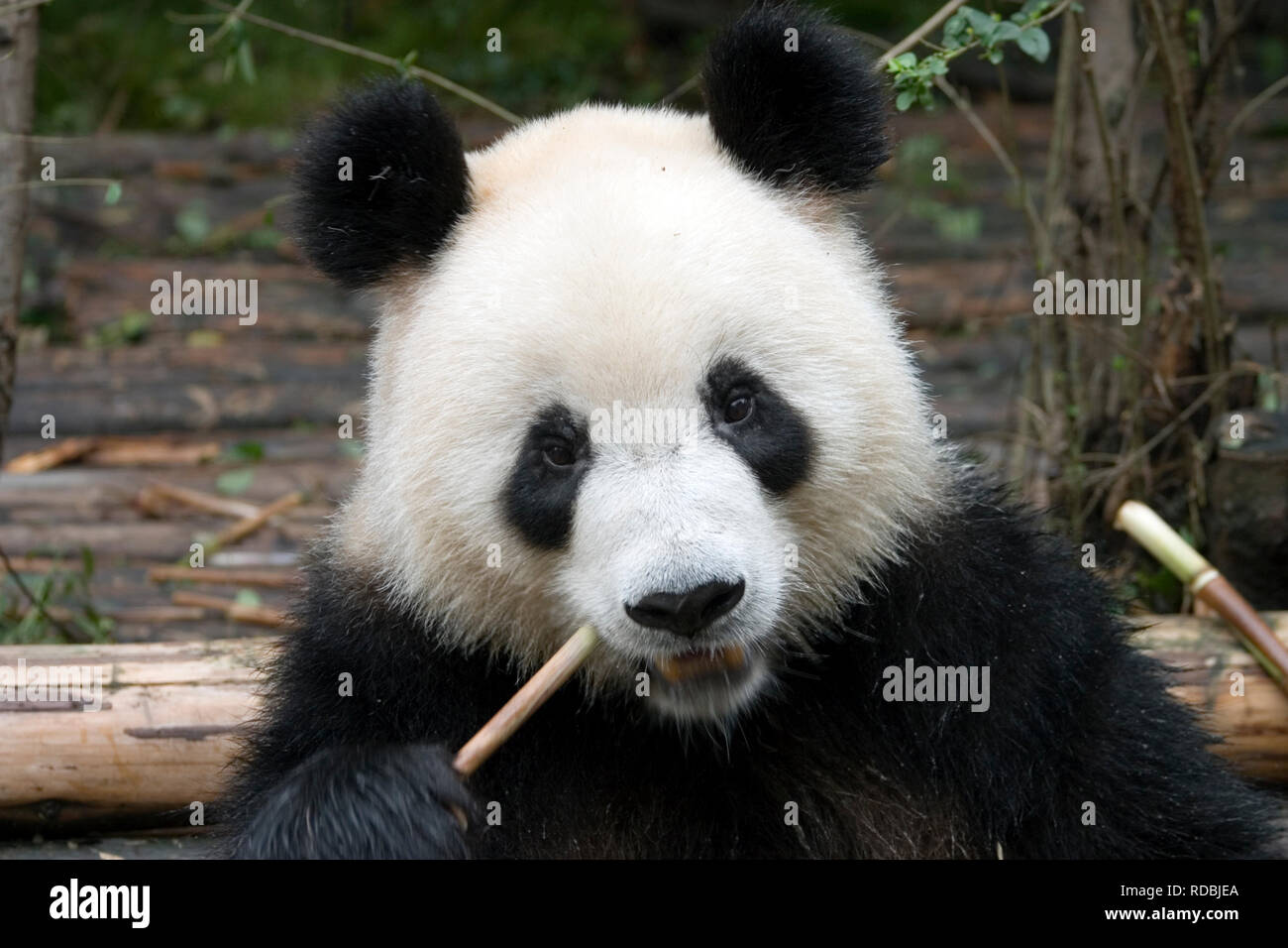 Panda in Cina Foto Stock