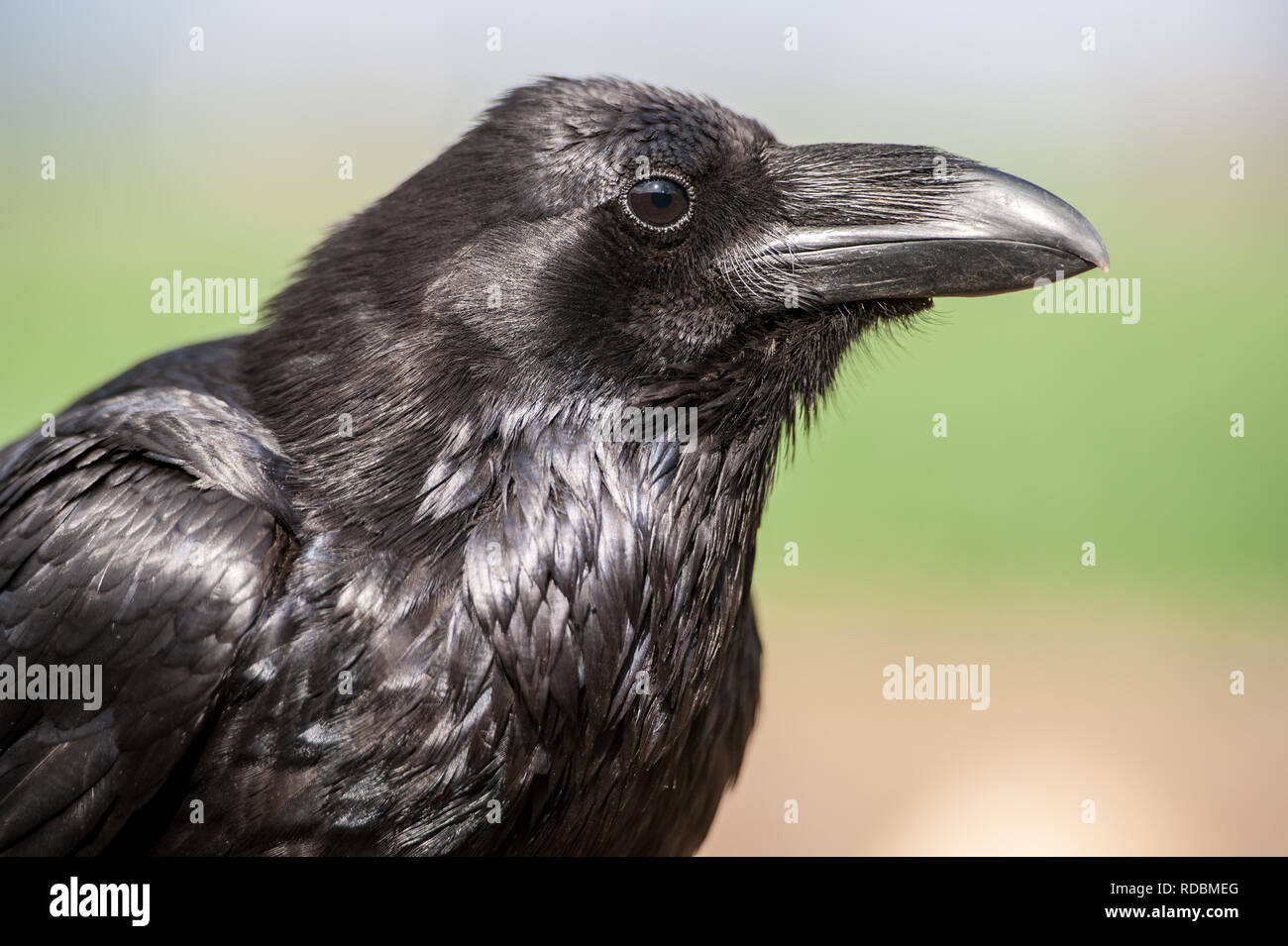 Corvo Imperiale (Corvus corax). Corvo nero ritratto isolato su sfondo naturale. Foto Stock