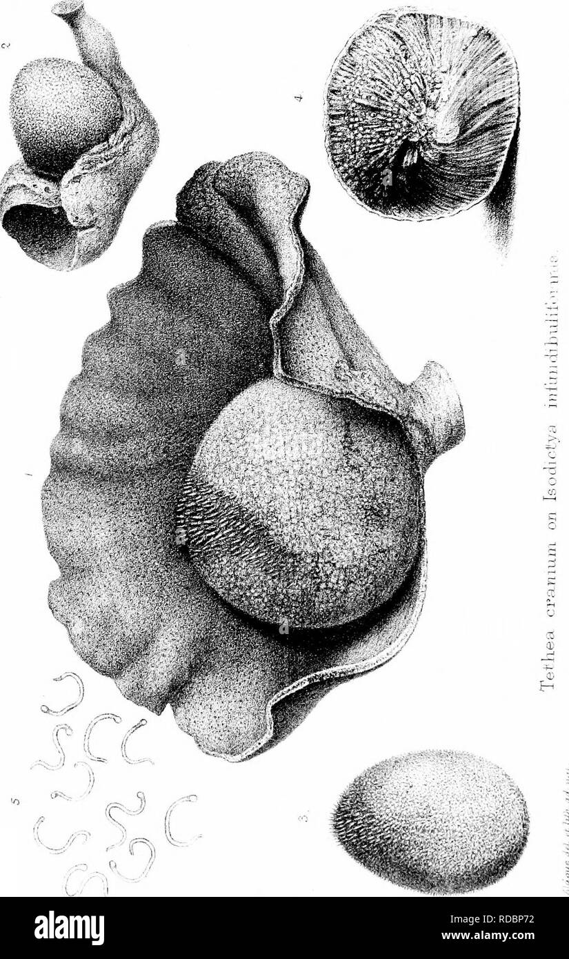 . Una monografia della British Spongiadae. Spugne. . Si prega di notare che queste immagini vengono estratte dalla pagina sottoposta a scansione di immagini che possono essere state migliorate digitalmente per la leggibilità - Colorazione e aspetto di queste illustrazioni potrebbero non perfettamente assomigliano al lavoro originale. Bowerbonk, James Scott, 1797-1877; Norman, Alfred Merle, 1831- ed. Londra, Pub. per la società di raggi da R. Hardwicke Foto Stock