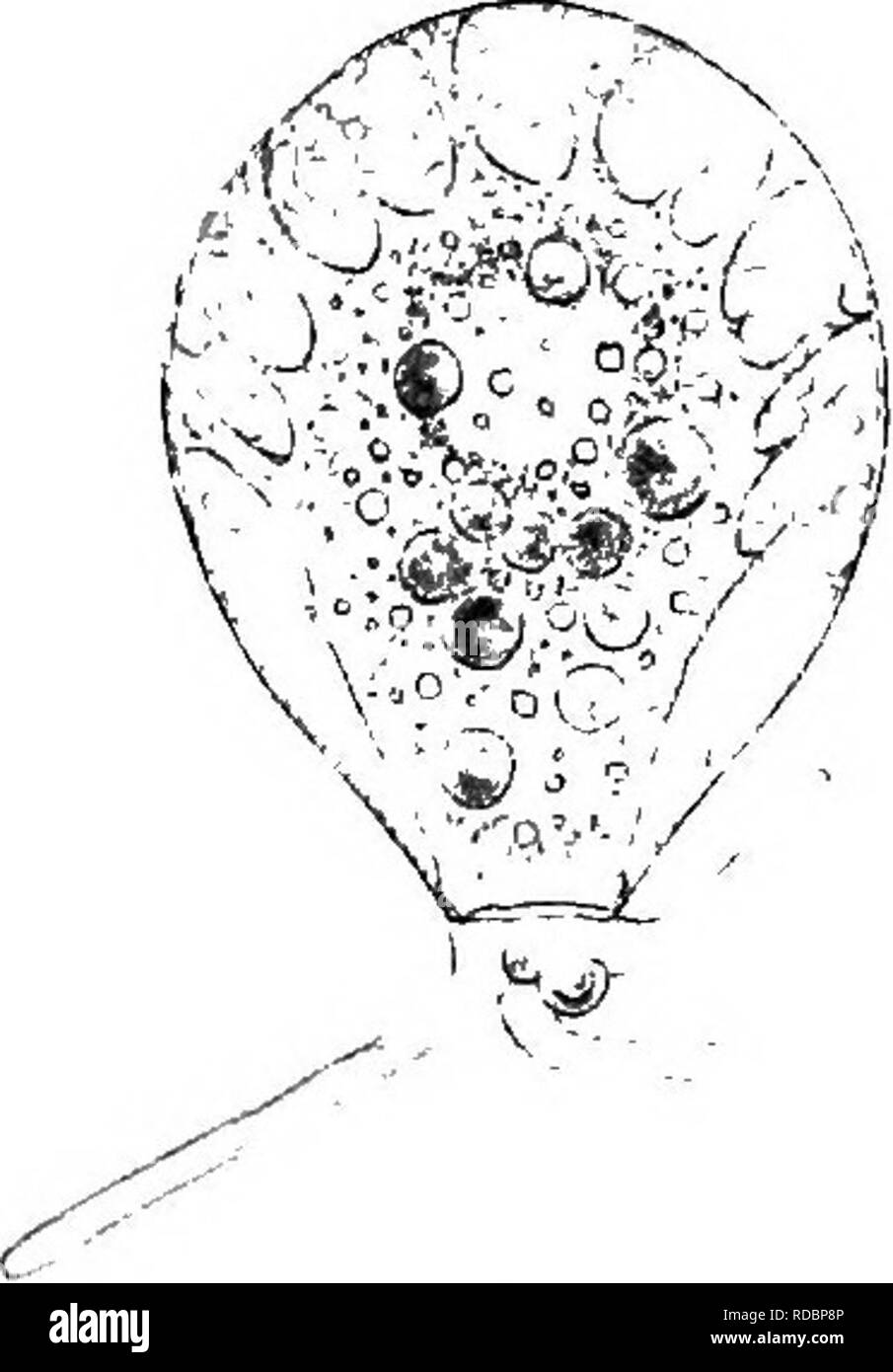 . Il Britannico Rhizopoda acqua dolce e Heliozoa. Rhizopoda; Heliozoa; animali d'acqua dolce. NBBELA TINCTA. 101 o piastre circolari di dimensioni variabili (Avhicli sono in contatto in corrispondenza dei bordi ma mai si sovrappongono), i lati gonfiato restringimento improvvisamente in un collo corto; la bocca leggermente arcuata o ovale quando vista trasversalmente. Il plasma non è diversa da quella delle precedenti specie; il nucleo normalmente situati; pseudopodi da tre a sei, semplice, smussata, generalmente molto mobile. Dimensioni : Lunghezza 85-90 fi; talvolta raggiungere 110 ju,, o più. In Sfhagnum, abbondanti; anche sui lati di muschio di torba drai Foto Stock
