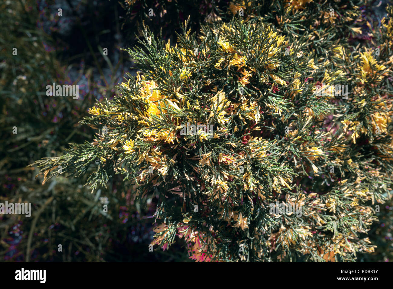 Bella Bush in fiore nel giardino di ginepro, coperto con fiori gialli. Foto Stock