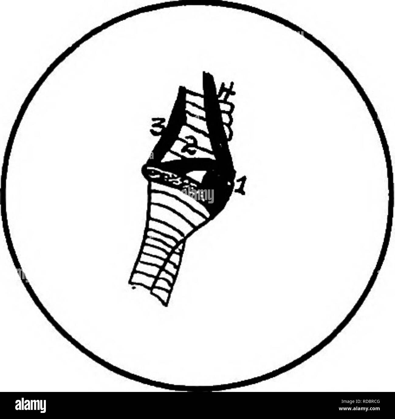 . L'anatomia dei polli domestici . Animali domestici; medicina veterinaria; pollame. Fig. 20.-l'anteriore regione pettorale, io, Stemo-trachealis. 2, epitelio tracheo- lateralis. 3, bronco-trachealis brevis. 4, processo costiera dello sterno. 5, carotidi destra e sinistra e convergenti occupando stessa guaina a 6. 7, il cuore che mostra i rami della arteria coronaria. 8, cervicale air-sac. 9, sinistra"? Brachio- arteria cefalica. 10, destra brachio-arteria cefalica. 11, della trachea. 12, inferiore della laringe. 13, arteria succlavia. 14, trunk carotidea. 15, arteria toracica interna. 16 della ghiandola tiroidea. 17, anteriore della vena cava. 18, auricolare Foto Stock