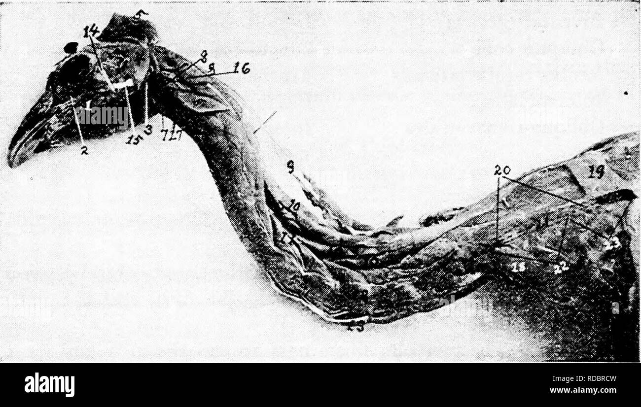 . L'anatomia dei polli domestici . Animali domestici; medicina veterinaria; pollame. 82 Anatomia dei polli domestici azione.-^estende la testa. Flessori Capitis inferiore (Fig. 19, n. 7). Ubicazione.-Antero- parte inferiore del collo. Origine.-da apici della hyapophyses del secondo, il terzo e il quarto vertebre cervicali. Inserimento.-all'area triangolare su basi temporali della base del cranio. Forma.-^a prima tendinea, diventa piuttosto carnosi come passa in avanti.. Fig. 19.-i muscoli della testa ed il collo e i muscoli masseteri. 2, infra- orbitale. 3, Biventer mascella. 4. Foto Stock