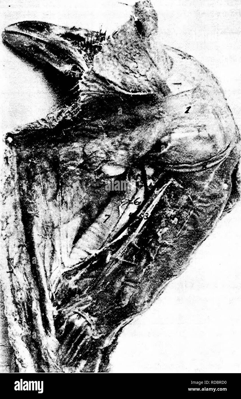 . L'anatomia dei polli domestici . Animali domestici; medicina veterinaria; pollame. 74 Anatomia dei polli domestici azione.-^A tensor del laterale tegumento cervicale. Si tratta di un ausiliario per il tensor patagii. Platysma Myoides. Ubicazione.-La porzione inferiore della gola. Origine.-dal margine inferiore dei rami della ganascia. Appena inferiore al fissaggio del massetere.. Maiale. I8.-i muscoli del collo superiore regione mi, dermo-temporalis. 2, Cornu del OS hyoideum. 3, arteria carotidea. 4, la vena giugulare. 5, Pneumogastric nervo. 6, l'esofago. 7, della trachea. Inserimento.-dal punto di origine esso s Foto Stock