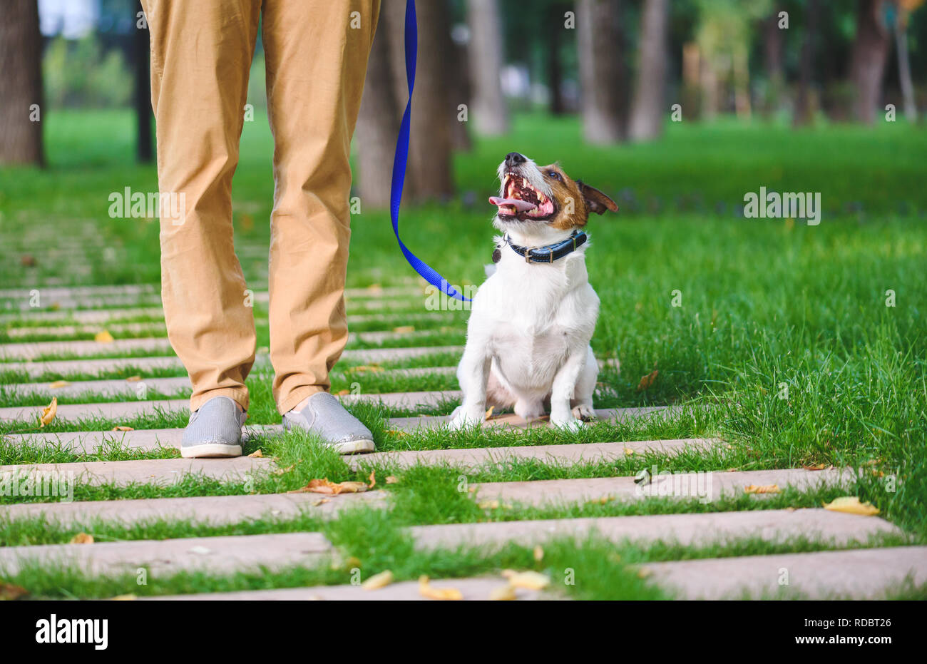 Femmina di dog sitter a piedi e di addestramento del cane al guinzaglio Foto Stock