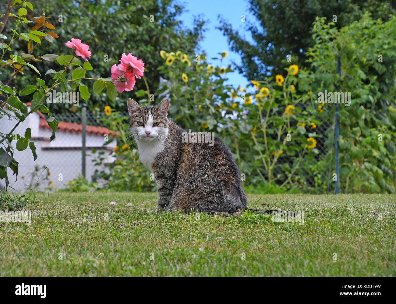 Grigio e bianco tabby cat su erba verde nel cortile interno con le rose rosa Foto Stock