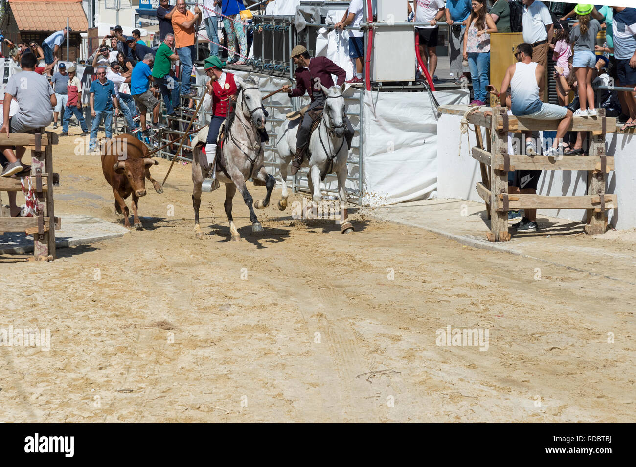 Tori selvaggi in esecuzione e guidato da cavalieri in strade, feste locali fare Barrete Verde e das Salinas, Alcochete, Provincia di Setubal, Portogallo Foto Stock