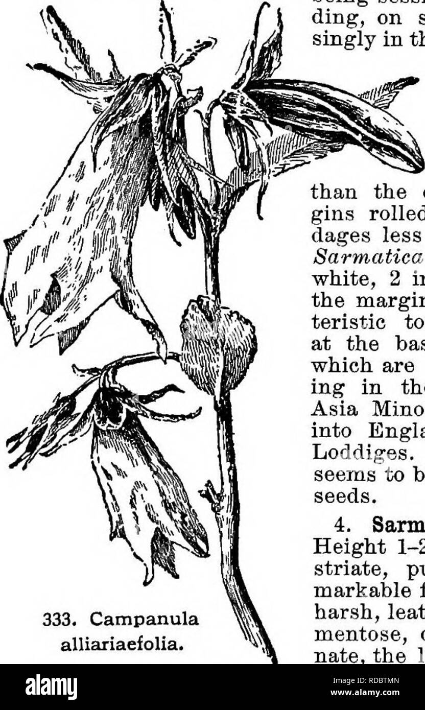 . Dell'enciclopedia di American orticoltura comprendente suggerimenti per la coltivazione di piante orticole, descrizioni delle specie di frutta e ortaggi, fiori e piante ornamentali vendute negli Stati Uniti e in Canada, insieme geografico e biografie. Il giardinaggio. 228 CAMPANULA CAMPANULA tubo nascosto dalle appendici bladdery, piccola, più ampio rispetto a lunga : fls. solitario, su stout peduncoli, 2-2K. Ampia ; corolla molto ampio e aperto, viola chiaro con- out, opaco viola entro contrassegnati con violetta e peloso a- ward il fondo ; lobi molto ampio, breve e acuto. Mt. Taurus ho Foto Stock