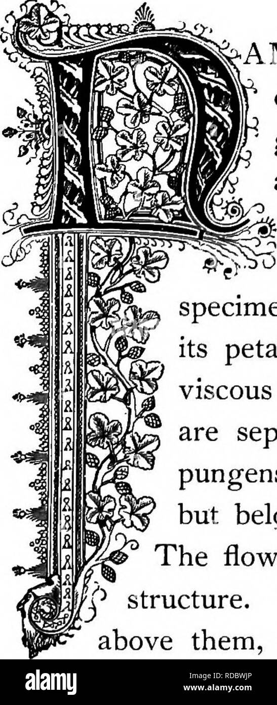 . La Floral Kingdom : la sua storia, il sentimento e la poesia : un dizionario di oltre trecento piante, con i generi e le famiglie a cui appartengono e la lingua di ciascun illustrato con opportune le gemme per la poesia . Lingua dei fiori; i fiori in letteratura. ijpiA^xm0xt. ^XCHltSCantia Dirgtnttfl. Ordine naturale: Commelynacex â Spiderwort famiglia. ^AMED dopo John Tradescant, un giardiniere preferito di Charles I. di Inghilterra e dopo il suo figlio dello stesso nome, entrambi distin- guished botanici e viaggiatori, questa pianta viene familiarmente conosciuta come il Spiderwort. Si tratta di un comune impianto, con grossa, g Foto Stock
