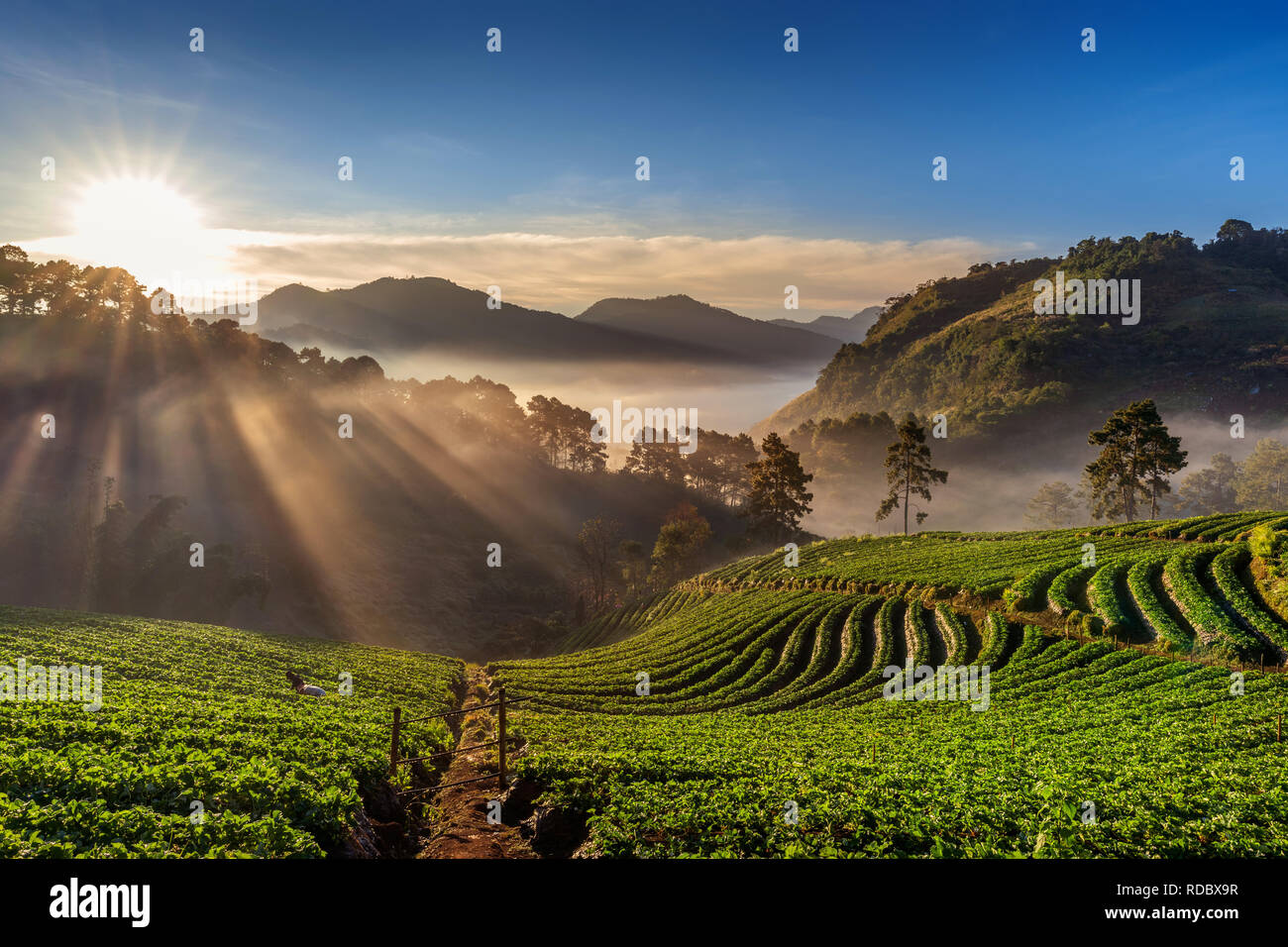 Bellissimo giardino di Fragola e sunrise sul Doi Ang Khang , Chiang Mai, Thailandia. Foto Stock