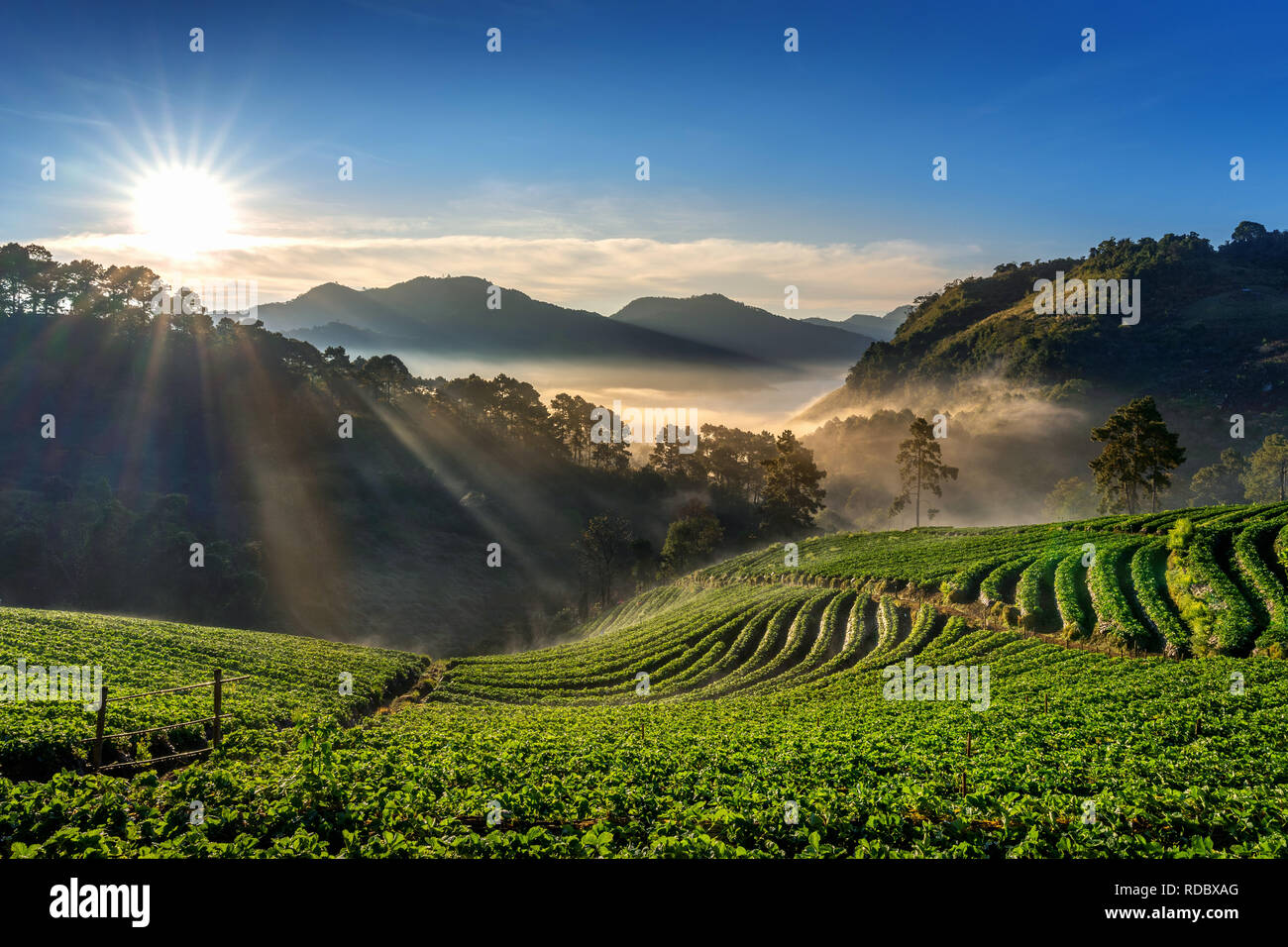 Bellissimo giardino di Fragola e sunrise sul Doi Ang Khang , Chiang Mai, Thailandia. Foto Stock