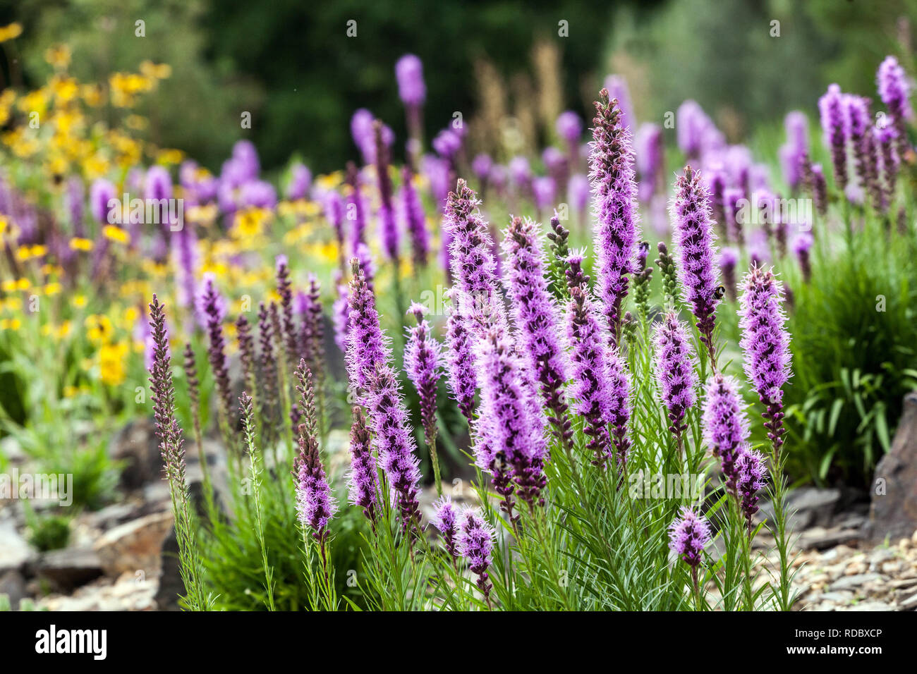 Giardino perenne fiore pianta di confine Gayfeather, Blazing Star Liatris spicata Foto Stock