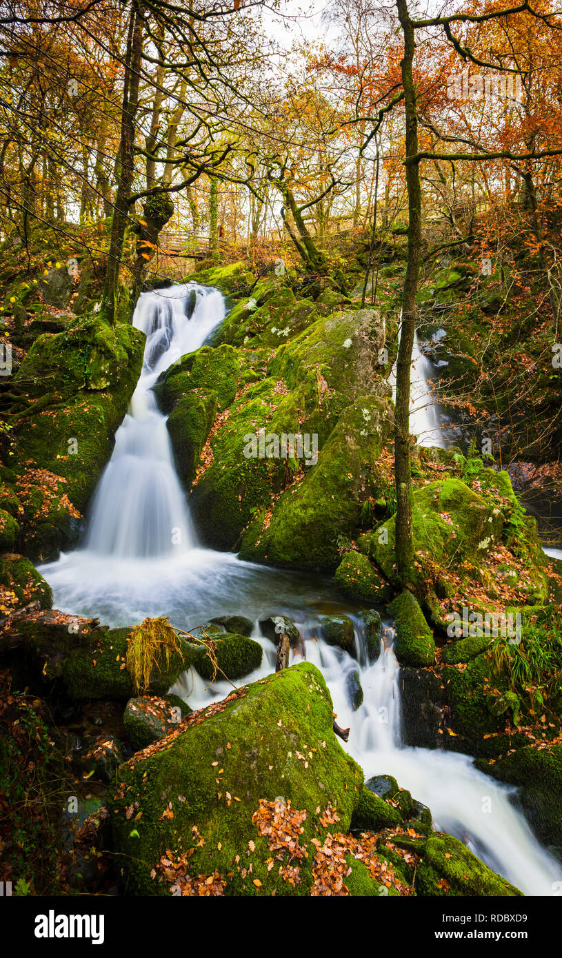 Parte superiore del magazzino Ghyll vigore, lato nord della valle di catturare l'ultima impostazione di autunno tramonto che illumina la vibrante coperte di muschio rocks & fogliame di autunno Foto Stock