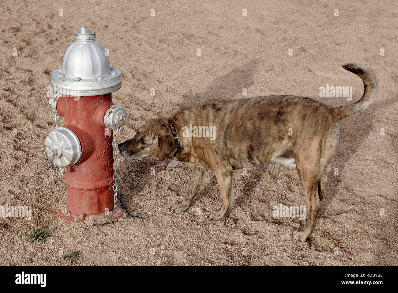 Lo sniffing del cane Un idrante di fuoco in Alpine, Texas Foto Stock