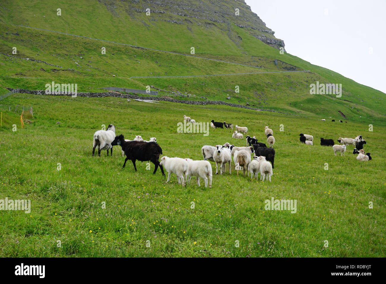 Le pecore selvatiche / Animali libero in esecuzione su isole Faerøer sull Oceano Atlantico Foto Stock