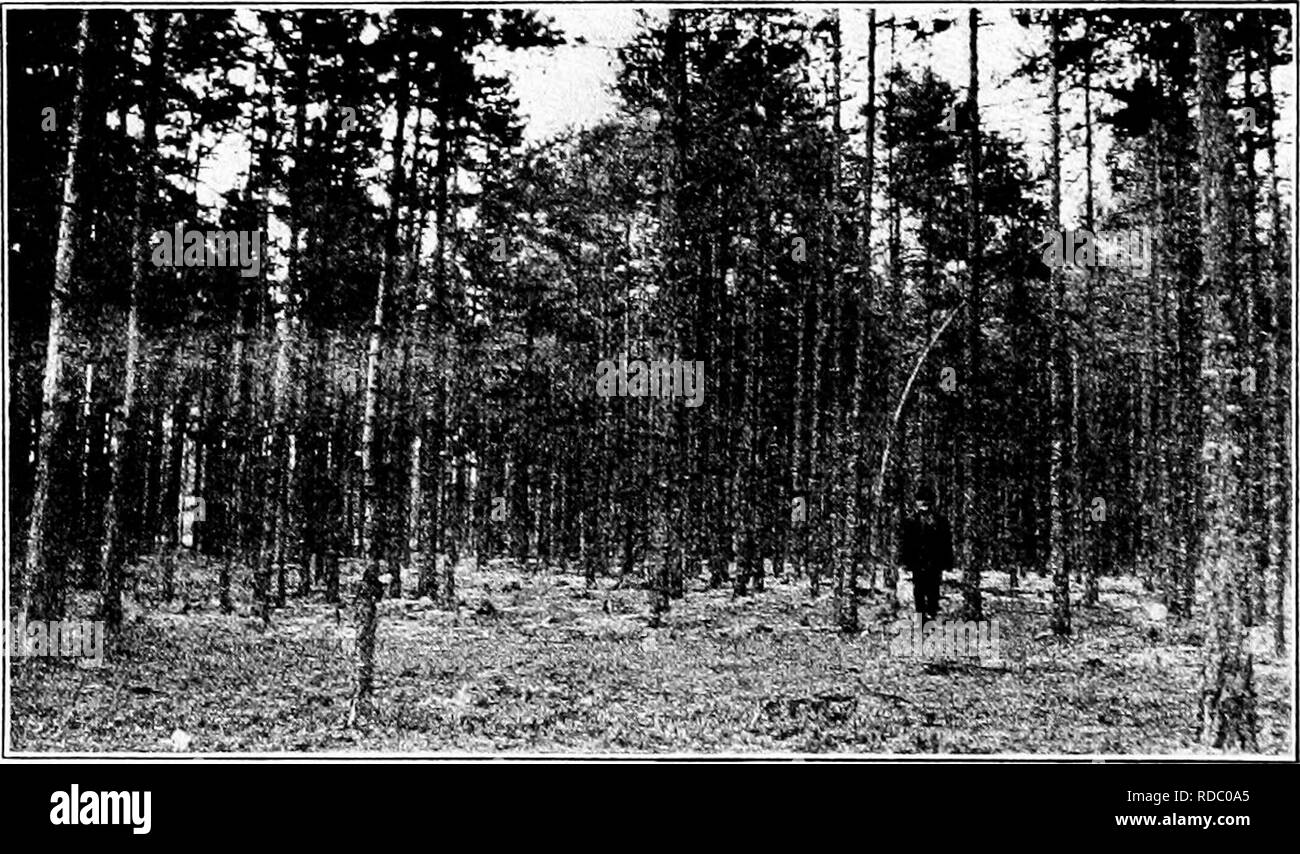 . Impressioni della silvicoltura europea : lettere scritte durante un periodo di sei mesi " visita in Inghilterra e per il continente . Le foreste e la silvicoltura. I lavori di ricerca nel settore forestale è anche in fase di auto- ried su presso il Museo di Storia Naturale a Ber- gen, dove Prot. Il Dott. Oscar Hagem è in carica di una stazione di esperimento a Softeland. Planta- zioni vengono fatte di western specie americane, abete di Douglas e Sitka Spruce, che indicano che queste specie possono essere trovati per essere adattata per essere piuttosto uso generale sull'coasi ovest della Norvegia centrale. Varie pubblicazioni sono state rilasciate dal museo a Bergen, tra loro uno Foto Stock