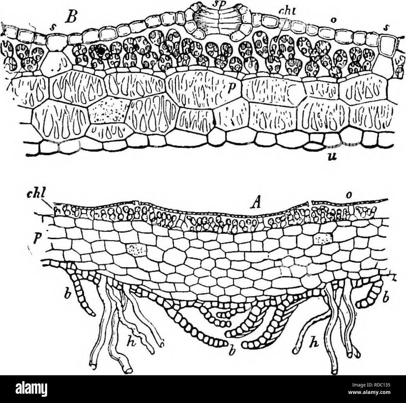 . Botanica agricola per gli studenti . La botanica. 408 BRIOFITE (MOSS PIANTE) sotto la superficie, le cellule sono differenziate in filo-come le strutture chiamate rhizoids, che fissano la pianta al substrato. Nelle tacche circa il margine sono cellule che funzionano come le cellule meristematica delle piante superiori e quindi avere a che fare con l'aggiunta di nuove cellule in cui la crescita della pianta è mantenuta. Le cellule della regione superiore del tallo sono differenziate in un'epidermide, che offre protezione contro. Fig. 364. - Fortemente ingrandita sezioni trasversali di un tallo di Marchantia. A, se Foto Stock