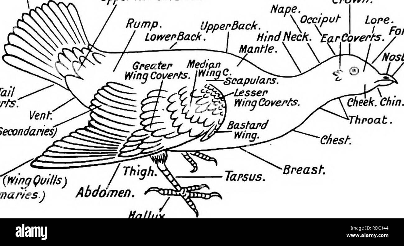 . Gli uccelli di Australia. Gli uccelli. Rectrices. (TailQuilJsJ UndepTail converte". Remiges Venn {secondarie) superiore Ta il Co verts. La nuca. UpperBack. y Corona.. Lore. (  Fronte. .Cutmen. /Narice. fiemyes {m'njQuills) (primari.) Abdoinen. Alluce. Schema di un uccello, mostrando il suo capo i caratteri esterni.. Si prega di notare che queste immagini vengono estratte dalla pagina sottoposta a scansione di immagini che possono essere state migliorate digitalmente per la leggibilità - Colorazione e aspetto di queste illustrazioni potrebbero non perfettamente assomigliano al lavoro originale. Lucas, Arthur Henry Shakspere; Le Soue?f, W. H. Dudley. Melbourne, Londra [ Foto Stock