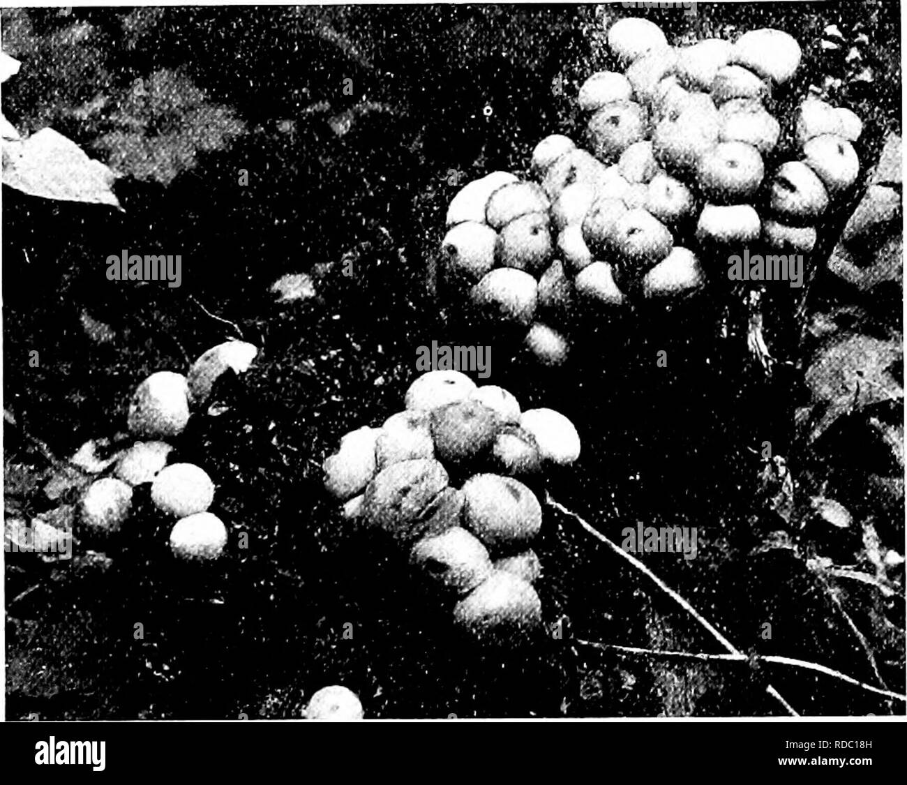 . Minnesota funghi ... La botanica; funghi. 130 Minnesota. Funghi BOVISTA PAC più o meno globoid, ma senza una base sterile o un preciso bocca, m che rispetta essa differisce da L y c o p e r d o n. Lo strato esterno è fragile e paperv presto, scomparendo. Le specie sono piccole, crescere sul terreno e sono commestibili. Nome dubbia. Chiave per la specie 1. Cap 2-3 cm. di larghezza, piombo-colorato 2. Cap 3-6 cm. di larghezza, marrone B. phimhca B. pila. Figura 94. Lvcoperdox pyriforme Bovista plumbea piombo cappuccio Bovista 2-3 cm. di larghezza, la corteccia bianco e piapery, infine scomparire, mostrando la- filo liscio-colorato inn Foto Stock