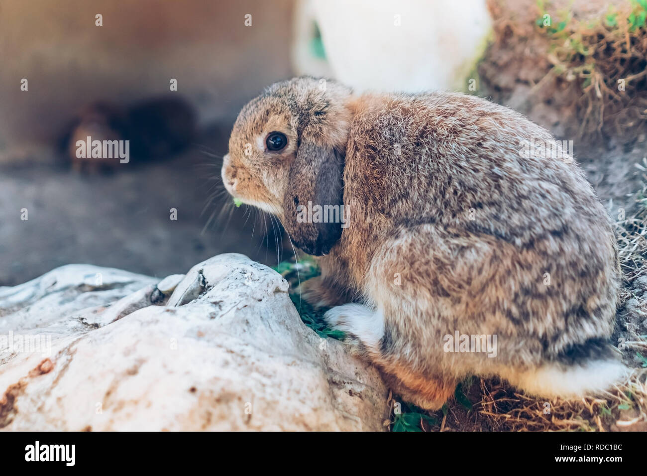 I graziosi conigli sono appoggiati in giardino. Foto Stock
