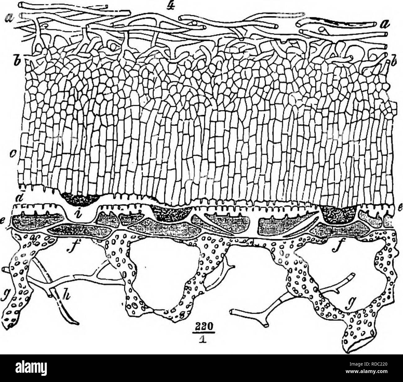 . Le malattie delle piante indotta da crittogamica parassiti : introduzione allo studio dei funghi patogeni, limo-funghi, batteri, &AMP; Alghe . Le malattie delle piante; piante parassite; funghi. TRICHOSPHAERIA. 197 asci, quest'ultimo con otto quattro-celled grigio chiaro delle spore che germinano direttamente e distribuire il fungo su nuovo host- piante. Ho trovato questo stesso fungo su Tsuga ca'oadensis^ a Baden - Baden, e sul bosco di abeti in diverse parti della foresta bavarese.^, tuttavia, raramente attacchi abeti rossi, sebbene essi spesso si verificano nella stessa foresta con istituto irlandese. Uno dei casi di infezione di cui sopra è stato Foto Stock