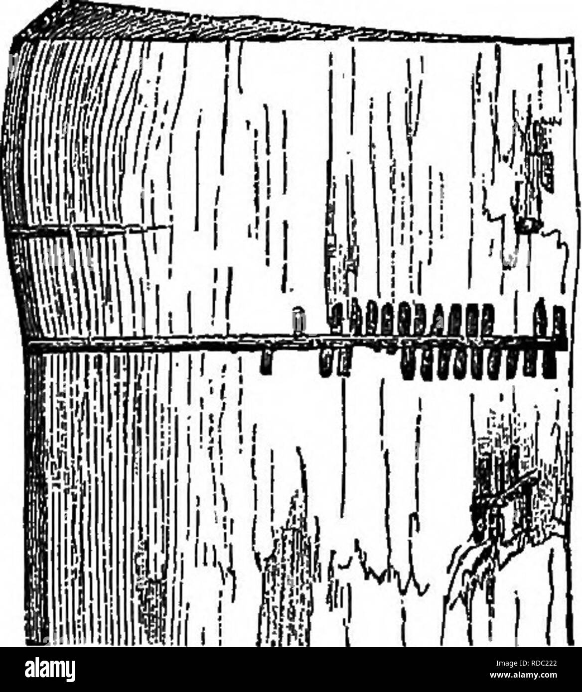 . Gli elementi della silvicoltura : progettato per fornire informazioni riguardanti la semina e la cura di alberi forestali per ornamento o profitto e dare suggerimenti sulla creazione e la cura dei boschi con la vista di assicurare il massimo beneficio per il tempo più lungo ed è particolarmente adatta per i desideri e le condizioni degli Stati Uniti. Le foreste e la silvicoltura. Gli insetti devastazioni nei boschi. 167. 91. Sentionthroiigh verticale le tane o£ al Bostrichus lineatus. emerge attraverso fori mangiati nella corteccia e uscirà come insetti perfetto. 664. Vicissitudini climatiche hanno grande influenza upou il multipli Foto Stock