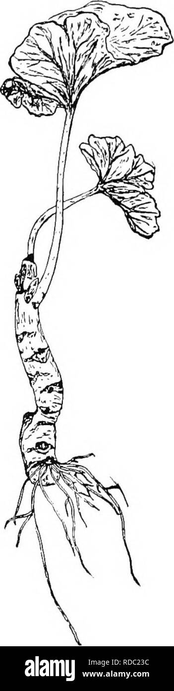 . Botanica agricola per gli studenti . La botanica. Fig. 206. - La patata irlandese, che mostra i nuovi impianti di sviluppare da occhi. Fig. 207. - Taglio di geranio- ting, che mostra le radici devel- oping a taglio fine. begonie e poche altre piante aventi foglie carnose come mostrato nella figura 208. Tra coltivate piante erbacee che sono propagati da talee, la patata irlandese, geranio, garofano e Coleus sono noti esempi. Nei paesi del sud del mondo l'uso di talee è ben illustrato nella propagazione della canna da zucchero, come mostrato nelle figure 209 e 210. Altre piante dell'erba fam- ily, come l'erba di Johnson Foto Stock
