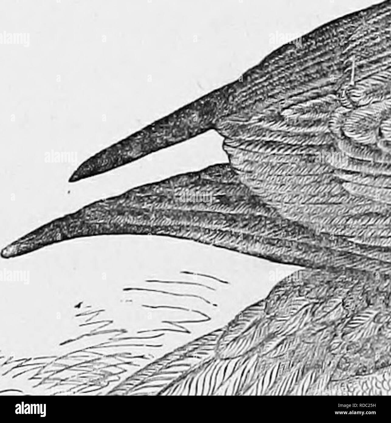 . Chiave per uccelli del Nord America; contenente un conciso conto di ogni specie di vita e di uccelli fossili attualmente conosciuti dal continente nord del Messico e Stati Uniti confine. Illustrato da 6 piastre di acciaio e verso l'alto di 250 xilografie. Gli uccelli. ^ 220 CATHAETIDiE, AMEEICAN avvoltoi. GEN. 165. Obs. Il Mare di Groenlandia Eagle, //. albiciUa; e il Mare del Nord Eagle, H. pdagkus (Cass., 111. 31, pi. 6, e in Bd., 42, 43 ; Elliot, pi. 34, 35), entrambi di solito attribuito alla nostra fauna, rimangono per essere rilevato, l'ex in N. E., quest'ultimo in N. W., porzioni. H. pelagicus ha 14 rectrices, e io Foto Stock