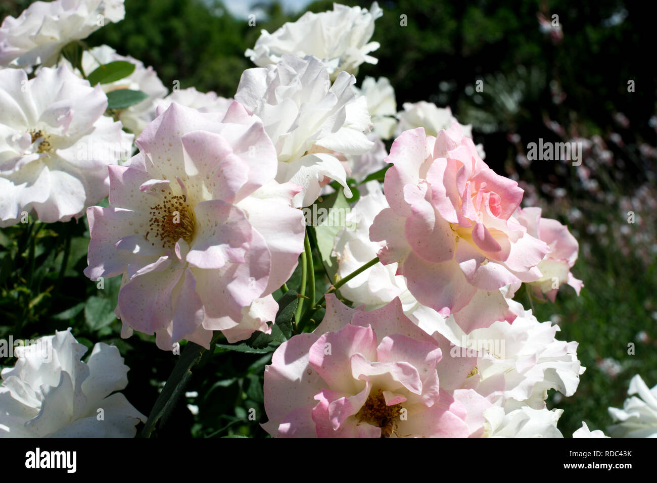 Rosa pallido roses in città Giardini Botanici di Brisbane, Queensland, Australia Foto Stock